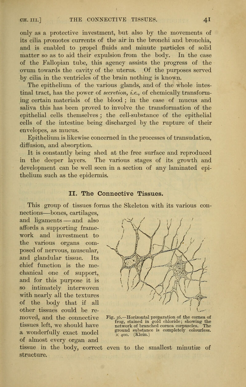 only as a protective investment, but also by the movements of its cilia promotes currents of the air in the bronchi and bronchia, and is enabled to propel fluids and minute particles of solid matter so as to aid their expulsion from the body. In the case of the Fallopian tube, this agency assists the progress of the ovum towards the cavity of the uterus. Of the purposes served by cilia in the ventricles of the brain nothing is known. The epithelium of the various glands, and of the whole intes- tinal tract, has the power of secretion, i.e., of chemically transform- ing certain materials of the blood; in the case of mucus and saliva this has been proved to involve the transformation of the epithelial cells themselves; the cell-substance of the epithelial cells of the intestine being discharged by the rupture of their envelopes, as mucus. Epithelium is likewise concerned in the processes of transudation, diffusion, and absorption. It is constantly being shed at the free surface and reproduced in the deeper layers. The various stages of its growth and development can be well seen in a section of any laminated epi- thelium such as the epidermis. II. The Connective Tissues. This group of tissues forms the Skeleton with its various con- nections—bones, cartilages, and ligaments — and also affords a supporting frame- work and investment to the various organs com- posed of nervous, muscular, and glandular tissue. Its chief function is the me- chanical one of support, and for this purpose it is so intimately interwoven with nearly all the textures of the body that if all other tissues could be re- moved, and the connective tissues left, we should have a wonderfully exact model of almost every organ and tissue in the body, correct structure. Fig. 36.—Horizontal preparation of the cornea of frog, stained in gold chloride; showing the network of branched cornea corpuscles. The ground substance is completely colourless. x 400. (Klein.) even to the smallest minutiae of