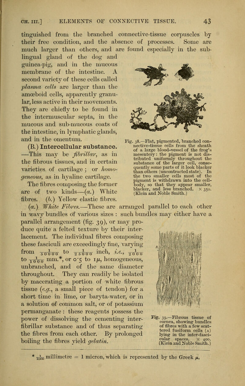 tinguished from the branched connective-tissue corpuscles by their free condition, and the absence of processes. Some are much larger than others, and are found especially in the sub- lingual gland of the dog and guinea-pig, and in the mucous membrane of the intestine. A second variety of these cells called plasma cells are larger than the amoeboid cells, apparently granu- lar, less active in their movements. They are chiefly to be found in the intermuscular septa, in the mucous and sub-mucous coats of the intestine, in lymphatic glands, and in the omentum. (B.) Intercellular substance. —This may be fibrillar, as in the fibrous tissues, and in certain varieties of cartilage ; or homo- geneous, as in hyaline cartilage. The fibres composing the former are of two kinds—(a.) White fibres, (b.) Yellow elastic fibres. (a.) White Fibres.—These are arranged parallel to each other in wavy bundles Of various sizes : such bundles may either have a parallel arrangement (fig. 39), or may pro- duce quite a felted texture by their inter- lacement. The individual fibres composing these fasciculi are exceedingly fine, varying from -50000 to -25000 mcn, %.e., 2ooo to 10100 mm.*, or 0*5 to i/u, homogeneous, unbranched, and of the same diameter throughout. They can readily be isolated by macerating a portion of white fibrous tissue (e.g., a small piece of tendon) for a short time in lime, or baryta-water, or in a solution of common salt, or of potassium permanganate : these reagents possess the power of dissolving the cementing inter- fibrillar substance and of thus separating the fibres from each other. By prolonged boiling the fibres yield gelatin. Fig-. 38.—Flat, pigmented, branched con- nective-tissue cells from the sheath of a large blood-vessel of the frog's mesentery: the pigment is not dis- tributed uniformly throughout the substance of the larger cell, conse- quently some parts of it look blacker than others (uncontracted state). In the two smaller cells most of the pigment is withdrawn into the cell- body, so that they appear smaller, blacker, and less branched. X 350. (Klein and Noble Smith.) Fig. 39.—Fibrous tissue of cornea, showing bundles of fibres with a few scat- tered fusiform cells (a) lying in the inter-fasci- cular spaces. x 400. (Klein and Noble Smith.) millimetre = 1 micron, which is represented by the Greek jL