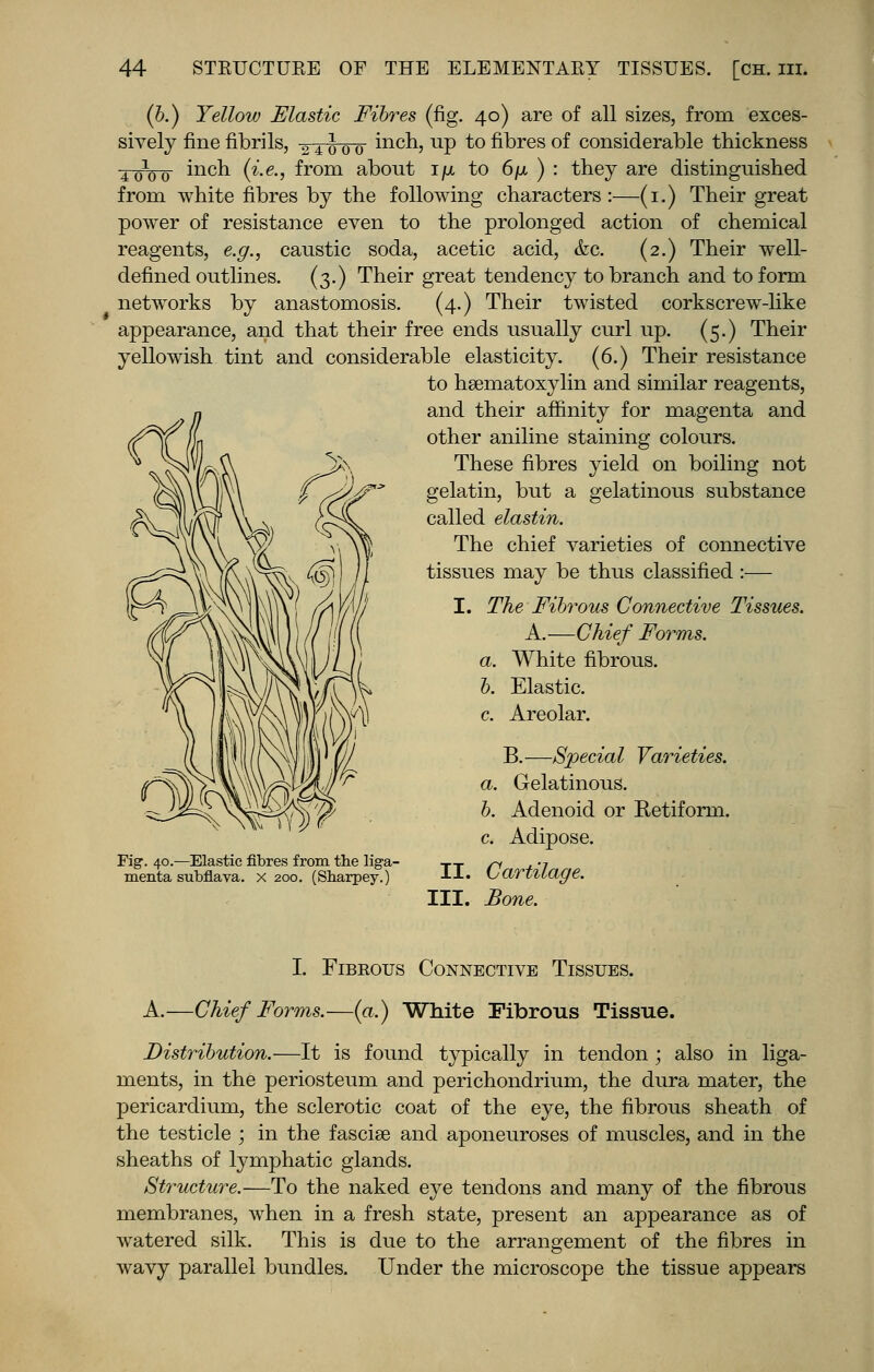 (b.) Yellow Elastic Fibres (fig. 40) are of all sizes, from exces- sively fine fibrils, 24o00 inch, up to fibres of considerable thickness 401oo mcn (i-e-> from about i/x to 6\x ) : they are distinguished from white fibres by the following characters:—(1.) Their great power of resistance even to the prolonged action of chemical reagents, e.g., caustic soda, acetic acid, &c. (2.) Their well- defined outlines. (3.) Their great tendency to branch and to form networks by anastomosis. (4.) Their twisted corkscrew-like appearance, and that their free ends usually curl up. (5.) Their yellowish tint and considerable elasticity. (6.) Their resistance to hematoxylin and similar reagents, and their affinity for magenta and other aniline staining colours. These fibres yield on boiling not gelatin, but a gelatinous substance called elastin. The chief varieties of connective tissues may be thus classified :— I. The Fibrous Connective Tissues. A.—Chief Forms. White fibrous. Elastic. Areolar. Fig. 40.—Elastic fibres from the liga- menta subflava. x 200. (Sbarpey.) II. III. B.—Special Varieties. a. Gelatinous. b. Adenoid or Retiform. c. Adipose. Cartilage. Bone. I. Fibrous Connective Tissues. A.—Chief Forms.—(a.) White Fibrous Tissue. Distribution.—It is found typically in tendon ; also in liga- ments, in the periosteum and perichondrium, the dura mater, the pericardium, the sclerotic coat of the eye, the fibrous sheath of the testicle ; in the fasciae and aponeuroses of muscles, and in the sheaths of lymphatic glands. Structure.—To the naked eye tendons and many of the fibrous membranes, when in a fresh state, present an appearance as of watered silk. This is due to the arrangement of the fibres in wavy parallel bundles. Under the microscope the tissue appears