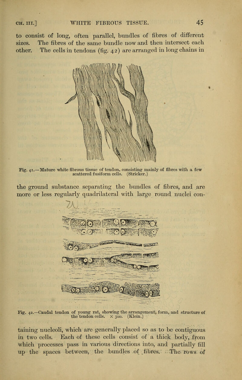 to consist of long, often parallel, bundles of fibres of different sizes. The fibres of the same bundle now and then intersect each other. The cells in tendons (fig. 42) are arranged in long chains in Fig. 41.—Mature white fibrous tissue of tendon, consisting mainly of fibres with a few scattered fusiform cells. (Strieker.) the ground substance separating the bundles of fibres, and are more or less regularly quadrilateral with large round nuclei con- Fig. 42.—Caudal tendon of young rat, showing the arrangement, form, and structure of the tendon cells, x 300. (Klein.) taming nucleoli, which are generally placed so as to be contiguous in two cells. Each of these cells consist of a thick body,, from which processes pass in various directions into, and partially fill up the spaces between, the bundles of ^fibres.- ::.Th&-rows of