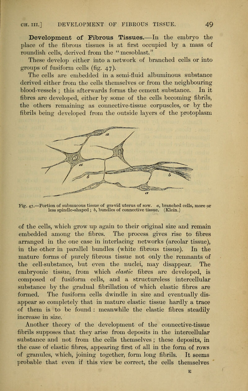 Development of Fibrous Tissues.—In the embryo the place of the fibrous tissues is at first occupied by a mass of roundish cells, derived from the mesoblast. These develop either into a network of branched cells or into groups of fusiform cells (fig. 47). The cells are embedded in a semi-fluid albuminous substance derived either from the cells themselves or from the neighbouring blood-vessels ; this afterwards forms the cement substance. In it fibres are developed, either by some of the cells becoming fibrils, the others remaining as connective-tissue corpuscles, or by the fibrils being developed from the outside layers of the protoplasm Fig. 47.—Portion of submucous tissue of gravid uterus of sow. a, branched cells, more or less spindle-shaped; I, bundles of connective tissue. (Klein.) of the cells, which grow up again to their original size and remain embedded among the fibres. The process gives rise to fibres arranged in the one case in interlacing networks (areolar tissue), in the other in parallel bundles (white fibrous tissue). In the mature forms of purely fibrous tissue not only the remnants of the cell-substance, but even the nuclei, may disappear. The embryonic tissue, from which elastic fibres are developed, is composed of fusiform cells, and a structureless intercellular substance by the gradual fibrillation of which elastic fibres are formed. The fusiform cells dwindle in size and eventually dis- appear so completely that in mature elastic tissue hardly a trace of them is to be found : meanwhile the elastic fibres steadily increase in size. Another theory of the development of the connective-tissue fibrils supposes that they arise from deposits in the intercellular substance and not from the cells themselves; these deposits, in the case of elastic fibres, appearing first of all in the form of rows of granules, which, joining together, form long fibrils. It seems probable that even if this view be correct, the cells themselves