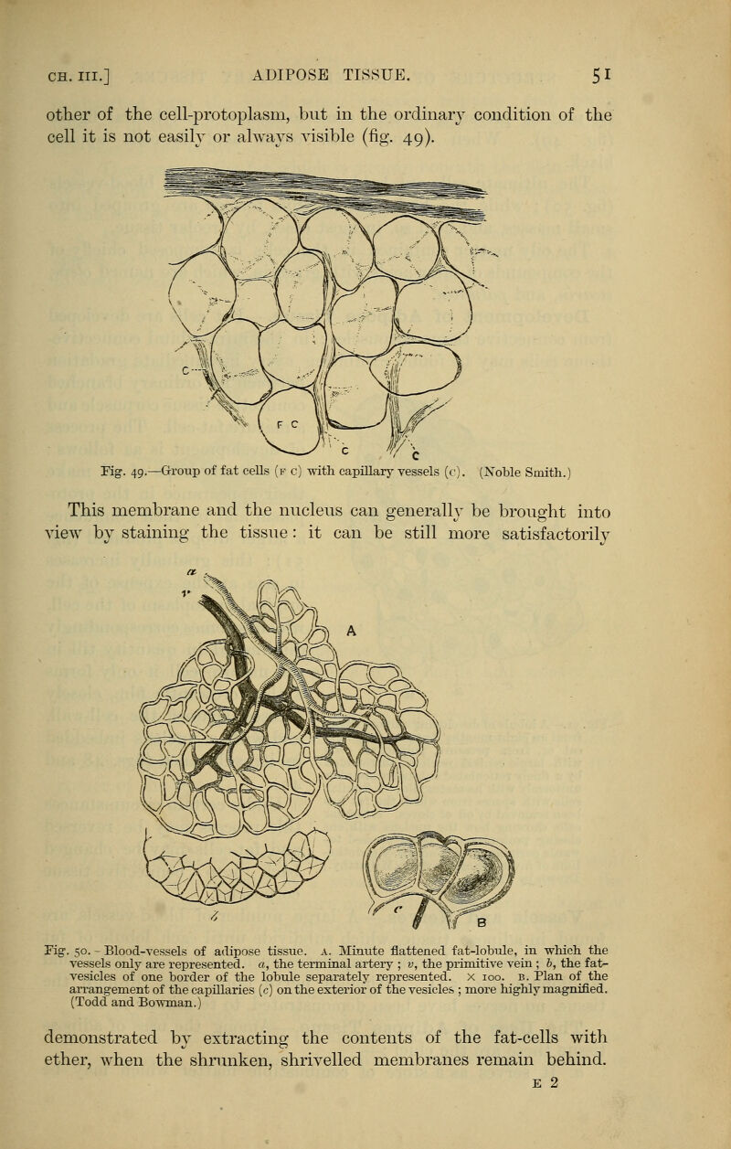 other of the cell-protoplasm, but in the ordinary condition of the cell it is not easily or always visible (fig. 49). e W\ Fig. 49.—Group of fat cells (f c) with capillary (c). (Noble Smith. This membrane and the nucleus can generally be brought into view by staining the tissue : it can be still more satisfactorily *71 Fig. 50. - Blood-vessels of adipose tissue, a. Minute flattened fat-lobule, in which the vessels only are represented, a, the terminal artery ; v, the primitive vein ; b, the fat- vesicles of one border of the lobule separately represented, x ioo. b. Plan of the arrangement of the capillaries (c) on the exterior of the vesicles ; more highly magnified. (Todd and Bowman.) demonstrated by extracting the contents of the fat-cells with ether, when the shrunken, shrivelled membranes remain behind. e 2
