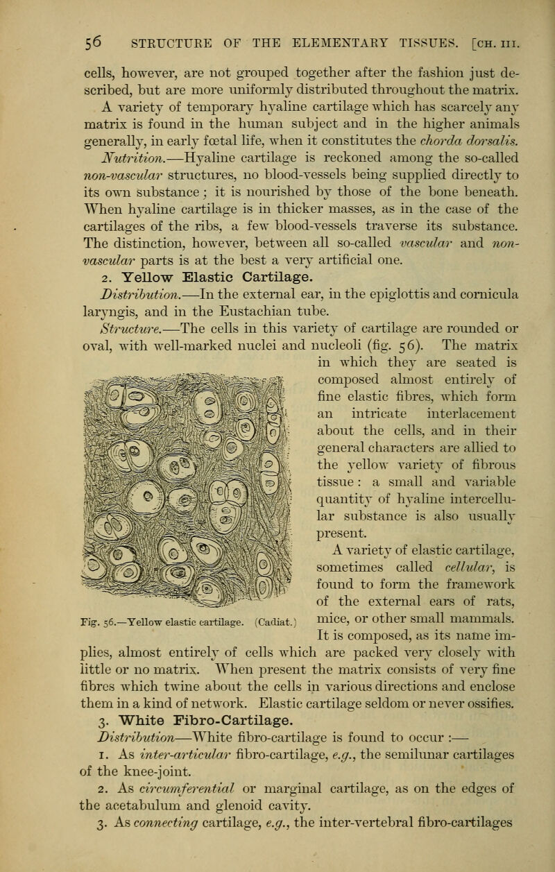 cells, however, are not grouped together after the fashion just de- scribed, but are more uniformly distributed throughout the matrix. A variety of temporary hyaline cartilage which has scarcely any matrix is found in the human subject and in the higher animals generally, in early foetal life, when it constitutes the chorda dorsalis. Nutrition.—Hyaline cartilage is reckoned among the so-called non-vascular structures, no blood-vessels being supplied directly to its own substance ; it is nourished hj those of the bone beneath. When hyaline cartilage is in thicker masses, as in the case of the cartilages of the ribs, a few blood-vessels traverse its substance. The distinction, however, between all so-called vascular and non- vascular parts is at the best a very artificial one. 2. Yellow Elastic Cartilage. Distribution.—In the external ear, in the epiglottis and cornicula laryngis, and in the Eustachian tube. Structure.—The cells in this variety of cartilage are rounded or oval, with well-marked nuclei and nucleoli (fig. 56). The matrix in which they are seated is composed almost entirely of fine elastic fibres, which form an intricate interlacement about the cells, and in their general characters are allied to the yellow variety of fibrous tissue : a small and variable quantity of hyaline intercellu- lar substance is also usually present. A variety of elastic cartilage, sometimes called celhdar, is found to form the framework of the external ears of rats, mice, or other small mammals. It is composed, as its name im- plies, almost entirely of cells which are packed very closely with little or no matrix. When present the matrix consists of very fine fibres which twine about the cells in various directions and enclose them in a kind of network. Elastic cartilage seldom or never ossifies. 3. White Fibro-Cartilage. Distribution—White fibro-cartilage is found to occur :— 1. As inter-articular fibro-cartilage, e.g., the semilunar cartilages of the knee-joint. 2. As circumferential or marginal cartilage, as on the edges of the acetabulum and glenoid cavity. 3. As connecting cartilage, e.g., the inter-vertebral fibro-cartilages Yellow elastic cartilage. (Cadiat.,