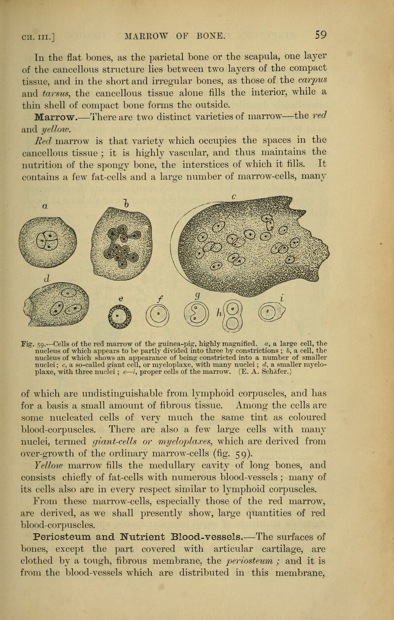 In the flat bones, as the parietal bone or the scapula, one layer of the cancellous structure lies between two layers of the compact tissue, and in the short and irregular bones, as those of the carpus and tarsus, the cancellous tissue alone fills the interior, while a thin shell of compact bone forms the outside. Marrow.—There are two distinct varieties of marrow—the red and yellow. Red marrow is that variety which occupies the spaces in the cancellous tissue • it is highly vascular, and thus maintains the nutrition of the spongy bone, the interstices of which it fills. It contains a few fat-cells and a lame number of marrow-cells, many Fig. 59.—Cells of the red marrow of the guinea-pig, highly magnified, a, a large cell, the nucleus of which appears to be partly divided into three by constrictions ; 5, a cell, the nucleus of which shows an appearance of being constricted into a number of smaller nuclei; c, a so-called giant cell, or myeloplaxe, with many nuclei ; d, a smaller myelo- plaxe, with three nuclei ; e—i, proper cells of the marrow. (E. A. Schafer.) of which are undistinguishable from lymphoid corpuscles, and has for a basis a small amount of fibrous tissue. Among the cells are some nucleated cells of very much the same tint as coloured blood-corpuscles. There are also a few large cells with many nuclei, termed giant-cells or myelop>laxes, which are derived from over-growth of the ordinary marrow-cells (fig. 59). Yellow marrow fills the medullary cavity of long bones, and consists chiefly of fat-cells with numerous blood-vessels; many of its cells also are in every respect similar to lymphoid corpuscles. From these marrow-cells, especially those of the red marrow, are derived, as we shall presently show, large quantities of red blood-corpuscles. Periosteum and Nutrient Blood-vessels.—The surfaces of bones, except the part covered with articular cartilage, are clothed by a tough, fibrous membrane, the periosteum ; and it is from the blood-vessels which are distributed in this membrane,
