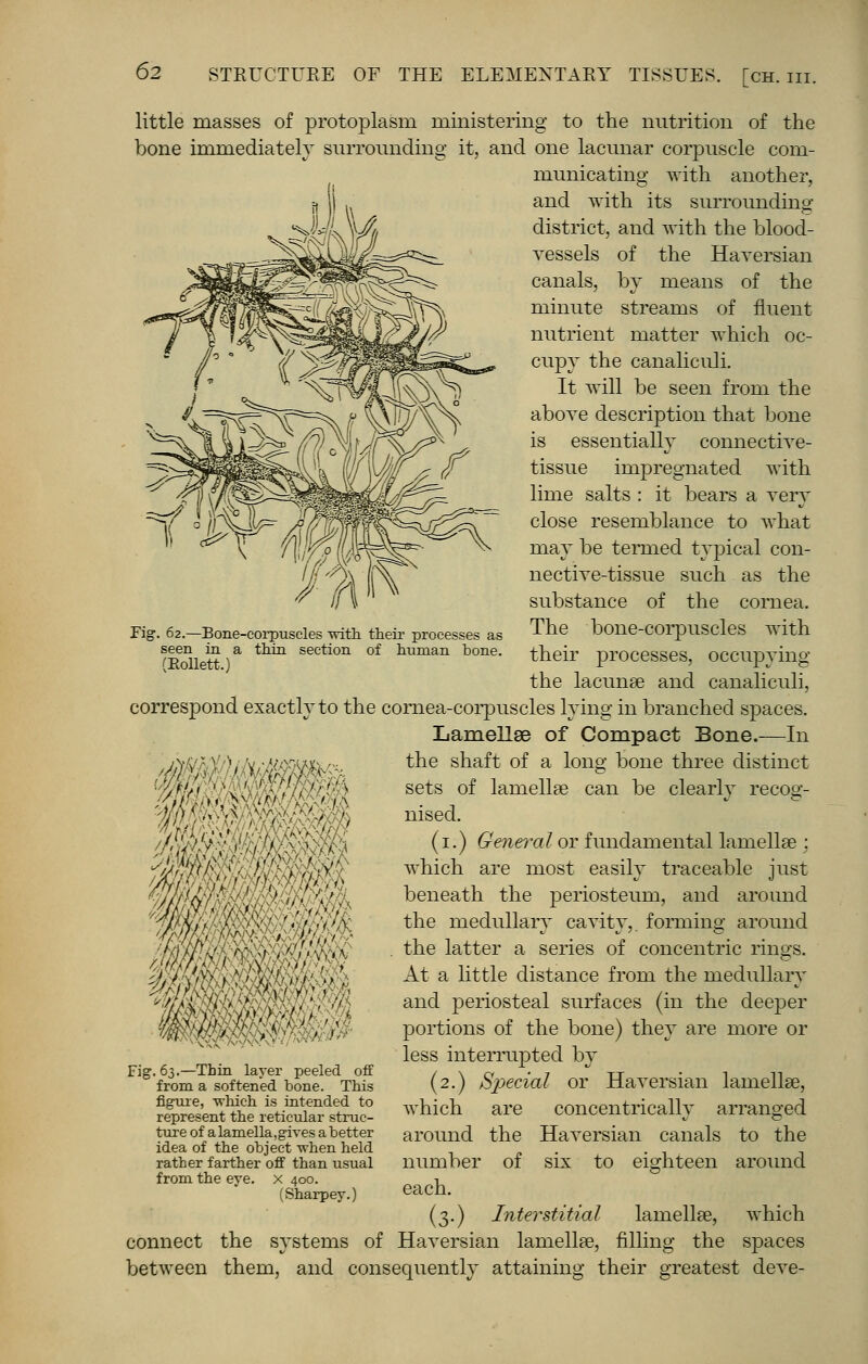 Fig. 62.—Bone-corpuscles vath their processes as seen in a thin section of human bone. (Eollett.) little masses of protoplasm ministering to the nutrition of the bone immediately surrounding it, and one lacunar corpuscle com- municating with another, and with its surrounding district, and with the blood- vessels of the Haversian canals, by means of the minute streams of fluent nutrient matter which oc- cupy the canaliculi. It will be seen from the above description that bone is essentially connective- tissue impregnated with lime salts : it bears a very close resemblance to what may be termed typical con- nective-tissue such as the substance of the cornea. The bone-corpuscles with their processes, occupying the lacunae and canaliculi, correspond exactly to the cornea-corpuscles lying in branched spaces. Lamellae of Compact Bone.—In the shaft of a long bone three distinct sets of lamellae can be clearly recog- nised. (1.) General or fundamental lamellae ; which are most easily traceable just beneath the periosteum, and around the medullary cavity,, forming around the latter a series of concentric rings. At a little distance from the medullary and periosteal surfaces (in the deeper portions of the bone) they are more or less interrupted by (2.) Special or Haversian lamellae, which are concentrically arranged around the Haversian canals to the number of six to eighteen around each. (3.) Interstitial lamellae, which connect the systems of Haversian lamellae, filling the spaces between them, and consequently attaining their greatest deve- WiW^ii i Fig. 63.—Thin layer peeled, off from a softened bone. This figure, ■which is intended to represent the reticular struc- ture of a lamella,gives a better idea of the object -when held rather farther off than usual from the eye. x 400. (Sharpey.)
