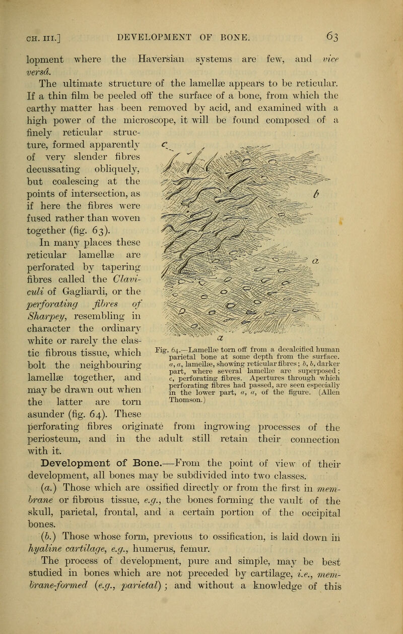 lopment where the Haversian systems are few, and vice versa. The ultimate structure of the lamellae appears to be reticular. If a thin film be peeled off the surface of a bone, from which the earthy matter has been removed by acid, and examined with a high power of the microscope, it will be found composed of a finely reticular struc- ture, formed apparently of very slender fibres decussating obliquely, but coalescing at the points of intersection, as if here the fibres were fused rather than woven together (fig. 63). In many places these reticular lamellae are perforated by tapering- fibres called the Clavi- culi of Gagiiardi, or the perforating fibres of Sharpey, resembling in character the ordinary white or rarely the elas- tic fibrous tissue, which bolt the neighbouring lamellae together, and may be drawn out when the latter are torn asunder (fig. 64). These perforating fibres originate from ingrowing processes of the periosteum, and in the adult still retain their connection with it. Development of Bone.—From the point of view of their development, all bones may be subdivided into two classes. (a.) Those which are ossified directly or from the first in mem- brane or fibrous tissue, e.g., the bones forming the vault of the skull, parietal, frontal, and a certain portion of the occipital bones. (b.) Those whose form, previous to ossification, is laid down in hyaline cartilage, e.g., humerus, femur. The process of development, pure and simple, ruay be best studied in bones which are not preceded by cartilage, i.e., mem- brane-formed {e.g., parietal) ; and without a knowledge of this Fig. 64.—Lamellae torn off from a decalcified human parietal bone at some depth from the surface. a, a, lamellae, showing reticular fibres; I, I, darker part, where several lamellae are superposed; c, perforating fibres. Apertures through which perforating fibres had passed, are seen especially in the lower part, a, a, of the figure. (Allen Thomson.)