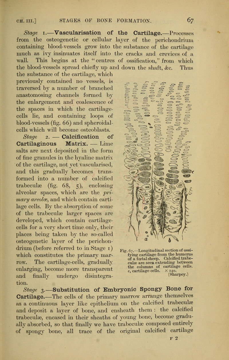 Stage 1.—Vascularisation of the Cartilage.—Processes from the osteogenetic or cellular layer of the perichondrium containing blood-vessels grow into the substance of the cartilage much as ivy insinuates itself into the cracks and crevices of a wall. This begins at the centres of ossification, from which the blood-vessels spread chiefly up and down the shaft, &c. Thus the substance of the cartilage, which previously contained no vessels, is -^ ^ ^ ^ ^ 0 traversed by a number of branched 1= ^ if S ^ *s ^ if anastomosing channels formed by == = ° ^ <£? <^L S <5 the enlargement and' coalescence of s <x, S ^^S <=> = ra the spaces in which the cartilage- ^ « Hg, §? -S § S cells lie, and containing loops of ^ ^S ^J^ jg <=? j=> blood-vessels (fig. 66) and spheroidal- cells which will become osteoblasts. Stage 2. — Calcification of Cartilaginous Matrix. — Lime salts are next deposited in the form of fine granules in the hyaline matrix of the cartilage, not yet vascularised, and this gradually becomes trans- formed into a number of calcified trabecule (fig. 68, 5), enclosing- alveolar spaces, which are the pri- mary areolas, and which contain carti- lage cells. By the absorption of some of the trabeculse larger spaces are developed, which contain cartilage- cells for a very short time only, their places being taken by the so-called osteogenetic layer of the perichon- drium (before referred to in Stage 1) which constitutes the primary mar- row. The cartilage-cells, gradually enlarging, become more transparent and finally undergo disintegra- tion. Stage 3.—Substitution of Embryonic Spongy Bone for Cartilage.—The cells of the primary marrow arrange themselves as a continuous layer like epithelium on the calcified trabecule and deposit a layer of bone, and ensheath them : the calcified trabecule, encased in their sheaths of young bone, become gradu- ally absorbed, so that finally we have trabecule composed entirely of spongy bone, all trace of the original calcified cartilage f 2 Fig. 67.—Longitudinal section of ossi- fying cartilage from the humerus of a foetal sheep. Calcified trabe- culse are seen extending between the columns of cartilage cells, c, cartilage cells, x 140. (Sharpey.)