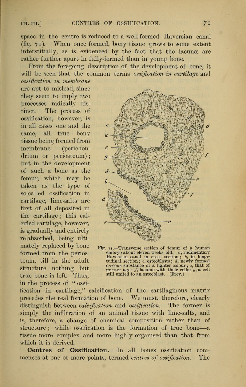 space in the centre is reduced to a well-formed Haversian canal (fig. 71). When once formed, bony tissue grows to some extent interstitially, as is evidenced by the fact that the lacunae are rather further apart in fully-formed than in young bone. From the foregoing description of the development of bone, it will be seen that the common terms ossification in cartilage and ossification in membrane are apt to mislead, since they seem to imply two processes radically dis- tinct. The process of ossification, however, is in all cases one and the same, all true bony tissue being formed from membrane (perichon- drium or periosteum) ; but in the development of such a bone as the femur, which may be taken as the type of so-called ossification in cartilage, lime-salts are first of all deposited in the cartilage ; this cal- cified cartilage, however, is gradually and entirely re-absorbed, being ulti- mately replaced by bone formed from the perios- teum, till in the adult structure nothing but true bone is left. Thus, in the process of  ossi- fication in cartilage, calcification of the cartilaginous matrix precedes the real formation of bone. We must, therefore, clearly distinguish between calcification and ossification. The former is simply the infiltration of an animal tissue with lime-salts, and is, therefore, a change of chemical composition rather than of structure ; while ossification is the formation of true bone—a tissue more complex and more highly organised than that from which it is derived. Centres of Ossification.—In all bones ossification com- mences at one or more points, termed centres of ossification. The Fig. 71.—Transverse section of femur of a human embryo about eleven weeks old. a, rudimentary Haversian canal in cross section; b, in longi- tudinal section; c, osteoblasts ; d, newly formed osseous substance of a lighter colour; e, that of greater age; /, lacunae with their cells ; g, a cell still united to an osteoblast. (Frey.)
