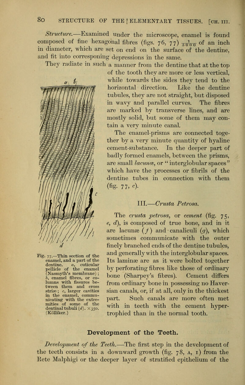 Structure.—Examined under the microscope, enamel is found composed of fine hexagonal fibres (figs. 76. 77) -g-^ of an inch in diameter, which are set on end on the surface of the dentine, and fit into corresponing depressions in the same. They radiate in such a manner from the dentine that at the top of the tooth they are more or less vertical, while towards the sides they tend to the horizontal direction. Like the dentine tubules, they are not straight, but disposed in wavy and parallel curves. The fibres are marked by transverse lines, and are mostly solid, but some of them may con- tain a very minute canal. The enamel-prisms are connected toge- ther by a very minute quantity of hyaline cement-substance. In the deeper part of badly formed enamels, between the prisms, are small lacunce, or  interglobular spaces  which have the processes or fibrils of the dentine tubes in connection with them (fig- 77, c)- III.—Crusta Petrosa. The crusta petrosa, or cement (fig. 75, e, d), is composed of true bone, and in it are lacunae (/) and • canaliculi (g), which sometimes communicate with the outer finely branched ends of the dentine tubules, and generally with the interglobular spaces. Its laminae are as it were bolted together by perforating fibres like those of ordinary bone (Sharpey's fibres). Cement differs from ordinary bone in possessing no Haver- sian canals, or, if at all, only in the thickest part. Such canals are more often met with in teeth with the cement hyper- trophied than in the normal tooth. ~&ig- 77.—Thin section of the enamel, and a part of the dentine. a, cuticular pellicle of the enamel (Nasmyth's membrane) ; i, enamel fibres, or co- lumns with fissures be- tween them and cross striae; c, larger cavities in the enamel, commu- nicating with the extre- mities of some of the dentinal tubuli [d). X350. (Kolliker.) Development of the Teeth. Development of the Teeth.—The first step in the development of the teeth consists in a downward growth (fig. 78, a, i) from the Rete Malphigi or the deeper layer of stratified epithelium of the