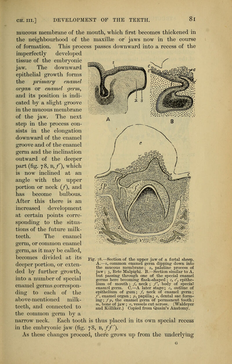 Si mucous membrane of the mouth, which first becomes thickened in the neighbourhood of the maxillae or* jaws now in the course of formation. This process passes downward into a recess of the imperfectly developed tissue of the embryonic jaw. The downward epithelial growth forms the ^imary enamel organ or enamel germ, and its position is indi- cated by a slight groove in the mucous membrane of the jaw. The next step in the process con- sists in the elongation downward of the enamel groove and of the enamel germ and the inclination outward of the deeper part (fig. 78, B,f), which is now inclined at an angle with the upper portion or neck (/), and has become bulbous. After this there is an increased development at certain points corre- sponding to the situa- tions of the future milk- teeth. The enamel germ, or common enamel germ, as it may be called, becomes divided at its deeper portion, or exten- ded by further growth, into a number of special enamel germs correspon- ding to each of the above-mentioned milk- teeth, and connected to Kg. 78 A. Section of the upper jaw of a foetal sheep. , common enamel germ dipping down into the mucous membrane; 2, palatine process of jaw ; 3, Rete Malpighi. B — Section similar to A, but passing through one of the special enamel germs here becoming flask-shaped ; c, c', epithe- lium of mouth; f, neck ; /', body of special enamel germ. C.—A later stage; c, outline of epithelium of gum; /, neck of enamel germ; /', enamel organ; p, papilla; s, dental sac form- ing ; fp, the enamel germ of permanent tooth; m, bone of jaw ; v, vessels cut across. (Waldeyer and Kolliker.) Copied from Quain's Anatomy. the common germ by a narrow neck. Each tooth is thus placed in its own special recess in the embryonic jaw (fig. 78, b, //'). As these changes proceed, there grows up from the underlying