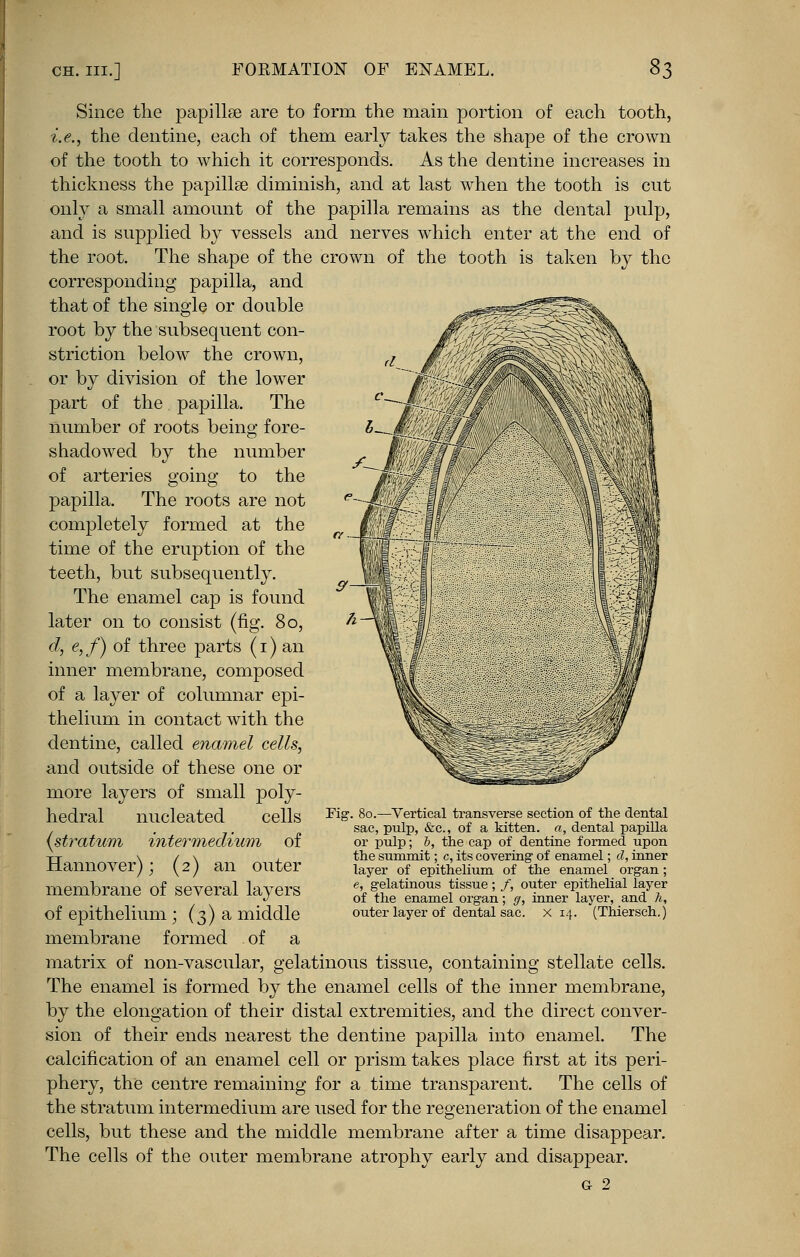 Since the papillae are to form the main portion of each tooth, i.e., the dentine, each of them early takes the shape of the crown of the tooth to which it corresponds. As the dentine increases in thickness the papillae diminish, and at last when the tooth is cut only a small amount of the papilla remains as the dental pulp, and is supplied by vessels and nerves which enter at the end of the root. The shape of the crown of the tooth is taken by the corresponding papilla, and that of the single or double root by the subsequent con- striction below the crown, or by division of the lower part of the papilla. The number of roots being fore- shadowed by the number of arteries going to the papilla. The roots are not completely formed at the time of the eruption of the teeth, but subsequently. The enamel cap is found later on to consist (fig. 80, d, e, f) of three parts (1) an inner membrane, composed of a layer of columnar epi- thelium in contact with the dentine, called enamel cells, and outside of these one or more layers of small poly- hedral nucleated cells {stratum intermedium of Hannover); (2) an outer membrane of several layers of epithelium ; (3) a middle membrane formed of a matrix of non-vascular, gelatinous tissue, containing stellate cells. The enamel is formed by the enamel cells of the inner membrane, by the elongation of their distal extremities, and the direct conver- sion of their ends nearest the dentine papilla into enamel. The calcification of an enamel cell or prism takes place first at its peri- phery, the centre remaining for a time transparent. The cells of the stratum intermedium are used for the regeneration of the enamel cells, but these and the middle membrane after a time disappear. The cells of the outer membrane atrophy early and disappear. o 2 Fig. 80.—Vertical transverse section of the dental sac, pulp, &c, of a kitten, a, dental papilla or pulp; b, the cap of dentine formed upon the summit; c, its covering- of enamel; d, inner layer of epithelium of the enamel organ; e, gelatinous tissue; /, outer epithelial layer of the enamel organ; g, inner layer, and h, outer layer of dental sac. x 14. (Thiersch,)