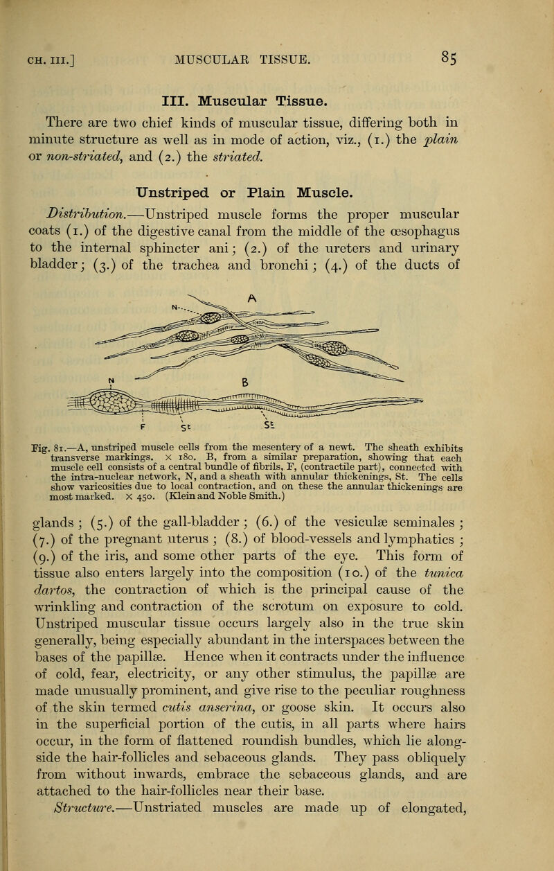 III. Muscular Tissue. There are two chief kinds of muscular tissue, differing both in minute structure as well as in mode of action, viz., (i.) the plain or non-striated, and (2.) the striated. Unstriped or Plain Muscle. Distribution.—Unstriped muscle forms the proper muscular coats (1.) of the digestive canal from the middle of the oesophagus to the internal sphincter ani; (2.) of the ureters and urinary the trachea and bronchi; (4.) of the ducts of bladder; (3.) of Fig. 81.—A, unstriped muscle cells from the mesentery of a newt. The sheath exhibits transverse markings, x 180. B, from a similar preparation, showing that each muscle cell consists of a central bundle of fibrils, F, (contractile part), connected with the intra-nuclear network, N, and a sheath -with annular thickenings, St. The cells show varicosities due to local contraction, and on these the annular thickenings are most marked, x 450. (Klein and Noble Smith.) glands ; (5.) of the gall-bladder ; (6.) of the vesiculse seminales ; (7.) of the pregnant uterus ; (8.) of blood-vessels and lymphatics ; (9.) of the iris, and some other parts of the eye. This form of tissue also enters largely into the composition (10.) of the tunica dartos, the contraction of which is the principal cause of the wrinkling and contraction of the scrotum on exposure to cold. Unstriped muscular tissue occurs largely also in the true skin generally, being especially abundant in the interspaces between the bases of the papilla?. Hence when it contracts under the influence of cold, fear, electricity, or any other stimulus, the papillae are made unusually prominent, and give rise to the peculiar roughness of the skin termed cutis anserina, or goose skin. It occurs also in the superficial portion of the cutis, in all parts where hairs occur, in the form of flattened roundish bundles, which lie along- side the hair-follicles and sebaceous glands. They pass obliquely from without inwards, embrace the sebaceous glands, and are attached to the hair-follicles near their base. Structure.—Unstriated muscles are made up of elongated,
