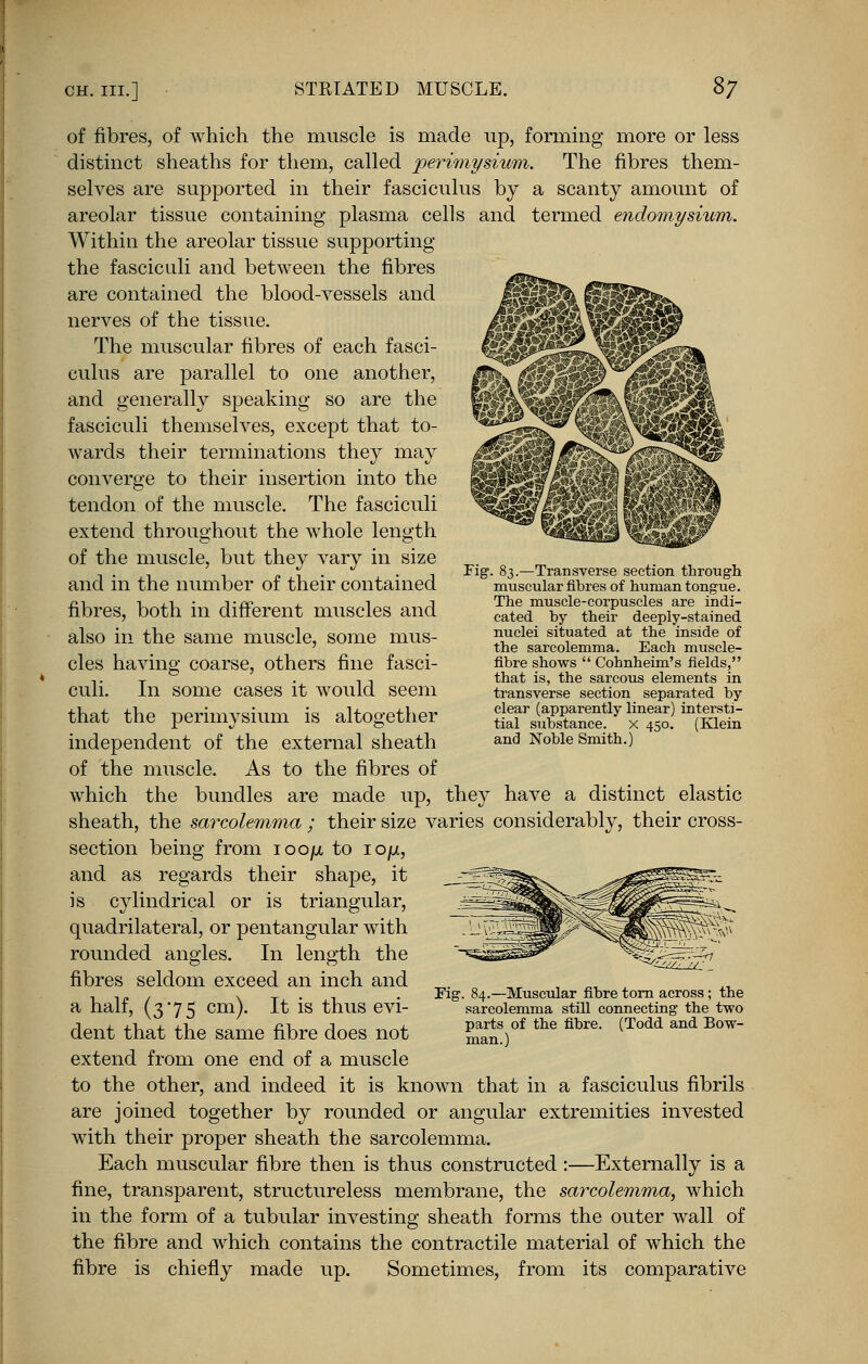 of fibres, of which the muscle is made up, forming more or less distinct sheaths for them, called perimysium. The fibres them- selves are supported in their fasciculus by a scanty amount of areolar tissue containing plasma cells and termed endomysium. Within the areolar tissue supporting the fasciculi and between the fibres are contained the blood-vessels and nerves of the tissue. The muscular fibres of each fasci- culus are parallel to one another, and generally speaking so are the fasciculi themselves, except that to- wards their terminations they may converge to their insertion into the tendon of the muscle. The fasciculi extend throughout the whole length of the muscle, but they vary in size and in the number of their contained fibres, both in different muscles and also in the same muscle, some mus- cles having coarse, others fine fasci- culi. In some cases it would seem that the perimysium is altogether independent of the external sheath of the muscle. As to the fibres of which the bundles are made up, they have a distinct elastic sheath, the sarcolemma ; their size varies considerably, their cross- section being from ioo//, to io//, and as regards their shape, it is cylindrical or is triangular, quadrilateral, or pentangular with rounded angles. In length the fibres seldom exceed an inch and a half, (3*75 cm). It is thus evi- dent that the same fibre does not extend from one end of a muscle to the other, and indeed it is known that in a fasciculus fibrils are joined together by rounded or angular extremities invested with their proper sheath the sarcolemma. Each muscular fibre then is thus constructed:—Externally is a fine, transparent, structureless membrane, the sarcolemma, which in the form of a tubular investing sheath forms the outer wall of the fibre and which contains the contractile material of which the fibre is chiefly made up. Sometimes, from its comparative Fig. 83.—Transverse section through muscular fibres of human tongue. The muscle-corpuscles are indi- cated by their deeply-stained nuclei situated at the inside of the sarcolemma. Each muscle- fibre shows  Cohnheim's fields, that is, the sarcous elements in transverse section separated by clear (apparently linear) intersti- tial substance, x 450. (Klein and Noble Smith.) Fig. 84.—Muscular fibre torn across; the sarcolemma still connecting the two parts of the fibre. (Todd and Bow- man.)