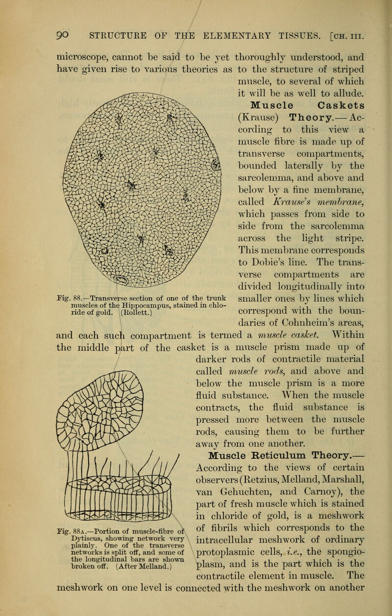 Fig. 88.—Transverse section of one of the trunk muscles of the Hippocampus, stained in chlo- ride of gold. (Bollett.) microscope, cannot be said to be yet thoroughly understood, and have given rise to various theories as to the structure of striped muscle, to several of which it will be as well to allude. Muscle Caskets (Krause) Theory.— Ac- cording to this view a muscle fibre is made up of transverse compartments, bounded laterally by the sarcolemma, and above and below by a fine membrane, called Krause's membrane, which passes from side to side from the sarcolemma across the light stripe. This membrane corresponds to Dobie's line. The trans- verse compartments are divided longitudinally into smaller ones by lines which correspond with the boun- daries of Cohnheim's areas, and each sucji compartment is termed a muscle casket. Within the middle part of the casket is a muscle prism made up of darker rods of contractile material called muscle rods, and above and below the muscle prism is a more fluid substance. When the muscle contracts, the fluid substance is pressed more between the muscle rods, causing them to be further away from one another. Muscle Reticulum Theory.— According to the views of certain observers (Retzius, Melland, Marshall, van Gehuchten, and Carnoy), the part of fresh m uscle which is stained in chloride of gold, is a meshwork of fibrils which corresponds to the intracellular meshwork of ordinary protoplasmic cells, i.e., the spongio- plasm, and is the part which is the contractile element in muscle. The meshwork on one level is connected with the meshwork on another Fig. 88a.—Portion of muscle-fibre of Dytiscus, showing network very plainly. One of the transverse networks is split off, and some of the longitudinal bars are shown broken off. (After Melland.)