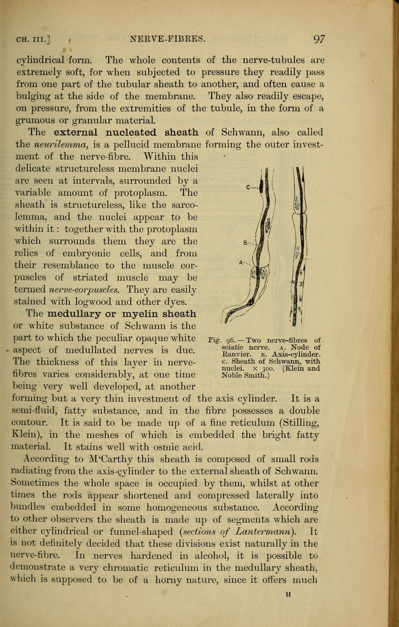 cylindrical form. The whole contents of the nerve-tubules are extremely soft, for when subjected to pressure they readily pass from one part of the tubular sheath to another, and often cause a bulging at the side of the membrane. They also readily escape, on pressure, from the extremities of the tubule, in the form of a grumous or granular material. The external nucleated sheath of Schwann, also called the neurilemma, is a pellucid membrane forming the outer invest- ment of the nerve-fibre. Within this delicate structureless membrane nuclei are seen at intervals, surrounded by a variable amount of protoplasm. The sheath is structureless, like the sarco- lemma, and the nuclei appear to be within it: together with the protoplasm which surrounds them they are the relics of embryonic cells, and from their resemblance to the muscle cor- puscles of striated muscle may be termed nerve-corpuscles. They are easily stained with logwood and other dyes. The medullary or myelin sheath or white substance of Schwann is the part to which the peculiar opaque white « aspect of medullated nerves is due. The thickness of this layer in nerve- fibres varies considerably, at one time being very well developed, at another forming but a very thin investment of the axis cylinder. It is a semi-fluid, fatty substance, and in the fibre possesses a double contour. It is said to be made up of a fine reticulum (Stilling, Klein), in the meshes of which is embedded the bright fatty material. It stains well with osmic acid. According to M'Carthy this sheath is composed of small rods radiating from the axis-cylinder to the external sheath of Schwann. Sometimes the whole space is occupied by them, whilst at other times the rods appear shortened and compressed laterally into bundles embedded in some homogeneous substance. According to other observers the sheath is made up of segments which are either cylindrical or funnel-shaped {sections of Lantermann). It is not definitely decided that these divisions exist naturally in the nerve-fibre. In nerves hardened in alcohol, it is possible to demonstrate a very chromatic reticulum in the medullary sheath, which is supposed to be of a horny nature, since it offers much Fig. 96.— Two nerve-fibres of sciatic nerve, a. Node of Ranvier. b. Axis-cylinder, c. Sheath, of Schwann, with nuclei, x 300. (Klein and Noble Smith.)