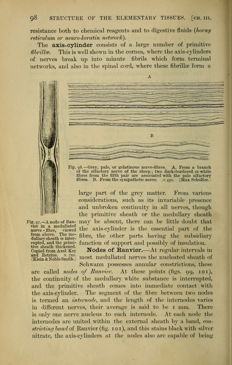 resistance both to chemical reagents and to digestive fluids (homy reticulum or neuro-heratin network). The axis-cylinder consists of a large number of primitive Ubrilke. This is well shown in the cornea, where the axis-cylinders of nerves break up into minute fibrils which form terminal networks, and also in the spinal cord, where these fibrillre form a Fig. 98.—Grey, pale, or gelatinous nerve-fibres. A. From a branch of the olfactory nerve of the sheep; two dark-bordered or white fibres from the fifth pair are associated with the pale olfactory fibres. B. From the sympathetic nerve, x 450. (Max Scbultze.) large part of the grey matter. From various considerations, such as its invariable presence and unbroken continuity in all nerves, though the primitive sheath or the medullary sheath 1- may be absent, there can be little doubt that the axis-cylinder is the essential part of the fibre, the other parts having the subsidiary function of support and possibly of insulation. Nodes of Ranvier.—At regular intervals in most medullated nerves the nucleated sheath of Schwann possesses annular constrictions, these are called nodes of Ranvier. At these points (figs. 99, 101), the continuity of the medullary white substance is interrupted, and the primitive sheath comes into immediate contact with the axis-cylinder. The segment of the fibre between two nodes is termed an internode, and the length of the internodes varies in different nerves, their average is said to be 1 mm. There is only one nerve nucleus to each internode. At each node the internodes are united within the external sheath bj a band, con- stricting band of Ranvier (fig. 101), and this stains black with silver nitrate, the axis-cylinders at the nodes also are capable of being Fig. 97 vier in a medullated nerve - fibre, viewed from above. The me- dullary sheath is inter- rupted, and the primi- tive sheath thickened. Copied from Axel Key and. Retzius. x 750. (Klein & Noble Smith.)