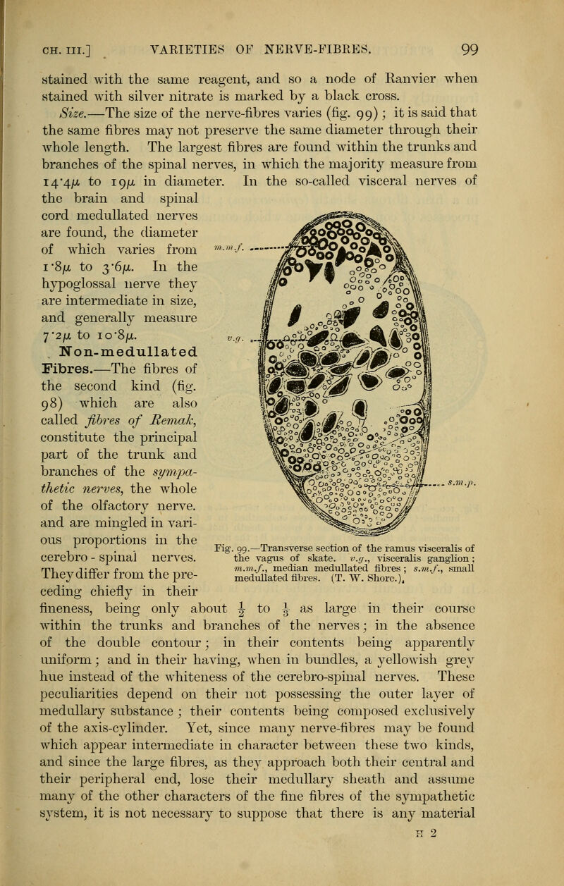 i.f. stained with the same reagent, and so a node of Ranvier when stained with silver nitrate is marked by a black cross. Size.—The size of the nerve-fibres varies (fig. 99); it is said that the same fibres may not preserve the same diameter through their whole length. The largest fibres are found within the trunks and branches of the spinal nerves, in which the majority measure from i4'4fJL to 19/x in diameter. In the so-called visceral nerves of the brain and spinal cord medullated nerves are found, the diameter of which varies from i-8/x to 3'6jut. In the hypoglossal nerve they are intermediate in size, and generally measure 7*2/01 to io*8ju. Won-medullated Fibres.—The fibres of the second kind (fig. 98) which are also called fibres of RemaJc, constitute the principal part of the trunk and branches of the sympa- thetic nerves, the whole of the olfactory nerve, and are mingled in vari- ous proportions in the cerebro - spinal nerves. They differ from the pre- ceding chiefly in their fineness, being only about \ to \ as large in their course within the trunks and branches of the nerves; in the absence of the double contour; in their contents being apparently uniform; and in their having, when in bundles, a yellowish grey hue instead of the whiteness of the cerebro-spinal nerves. These peculiarities depend on their not possessing the outer layer of medullary substance ; their contents being composed exclusively of the axis-cylinder. Yet, since many nerve-fibres may be found which appear intermediate in character between these two kinds, and since the large fibres, as they approach both their central and their peripheral end, lose their medullary sheath and assume many of the other characters of the fine fibres of the sympathetic system, it is not necessary to suppose that there is any material H 2 ..«- s.m.p. Fig. 99.—Transverse section of the ramus visceralis of the vagus of skate, v.g., visceralis ganglion; m.m.f., median medullated fibres ; s.m.f., small medullated fibres. (T. W. Shore),