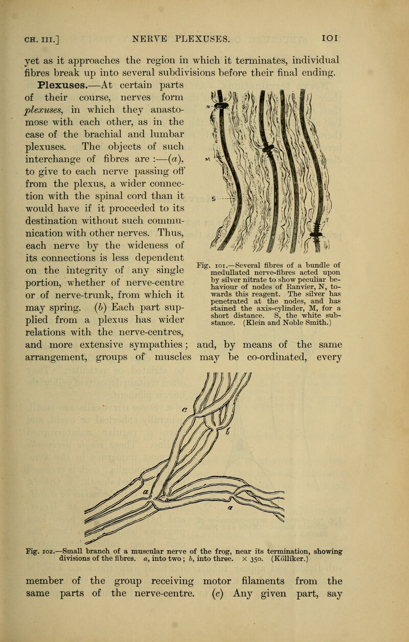 yet as it approaches the region in which it terminates, individual fibres break up into several subdivisions before their final ending. Plexuses.—At certain parts of their course, nerves form plexuses, in which they anasto- mose with each other, as in the case of the brachial and lumbar plexuses. The objects of such interchange of fibres are :—(a), to give to each nerve passing off from the plexus, a wider connec- tion with the spinal cord than it would have if it proceeded to its destination without such commu- nication with other nerves. Thus, each nerve by the wideness of its connections is less dependent on the integrity of any single portion, whether of nerve-centre or of nerve-trunk, from which it may spring, (b) Each part sup- plied from a plexus has wider relations with the nerve-centres, and more extensive sympathies; and, by means of the same arrangement, groups of muscles may be co-ordinated, every Fig. ioi.—Several fibres of a bundle of medullated nerve-fibres acted upon by silver nitrate to show peculiar be- haviour of nodes of Ranvier, N, to- wards this reagent. The silver has penetrated at the nodes, and has stained the axis-cylinder, M, for a short distance. S, the white sub- stance. (Klein and Noble Smith.) Fig. 102.—Small branch of a muscular nerve of the frog, near its termination, showing divisions of the fibres, a, into two ; b, into three, x 350. (Kolliker.) member of the group receiving motor filaments from the same parts of the nerve-centre. (c) Any given part, say