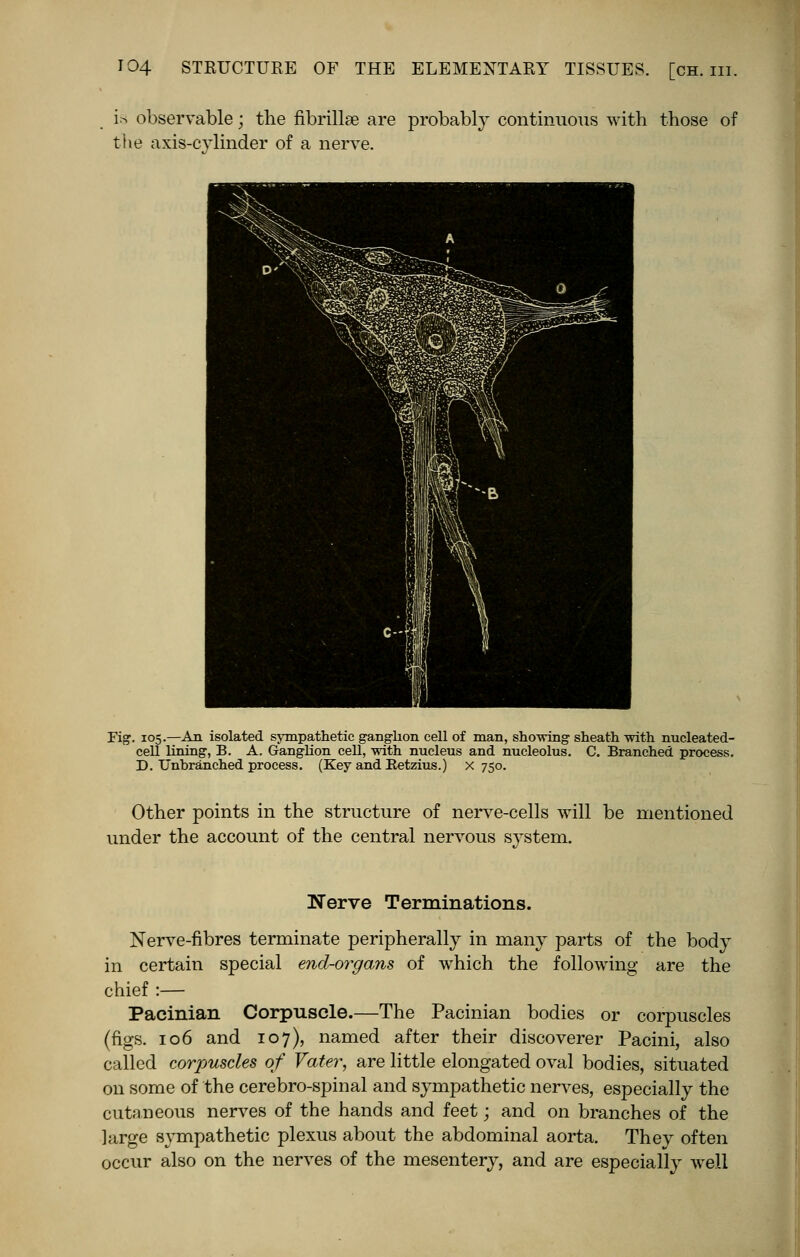 is observable; the fibrillse are probably continuous with those of the axis-cylinder of a nerve. Fig. 105.—An isolated sympathetic ganglion cell of man, showing sheath with nucleated- cell lining, B. A. Ganglion cell, with nucleus and nucleolus. C. Branched process. D. Unhranched process. (Key and Eetzius.) x 750. Other points in the structure of nerve-cells will be mentioned under the account of the central nervous system. Nerve Terminations. Nerve-fibres terminate peripherally in many parts of the body in certain special end-organs of which the following are the chief :— Pacinian Corpuscle.—The Pacinian bodies or corpuscles (figs. 106 and 107), named after their discoverer Pacini, also called corpuscles of Vater, are little elongated oval bodies, situated on some of the cerebro-spinal and sympathetic nerves, especially the cutaneous nerves of the hands and feet; and on branches of the large sympathetic plexus about the abdominal aorta. They often occur also on the nerves of the mesentery, and are especially well