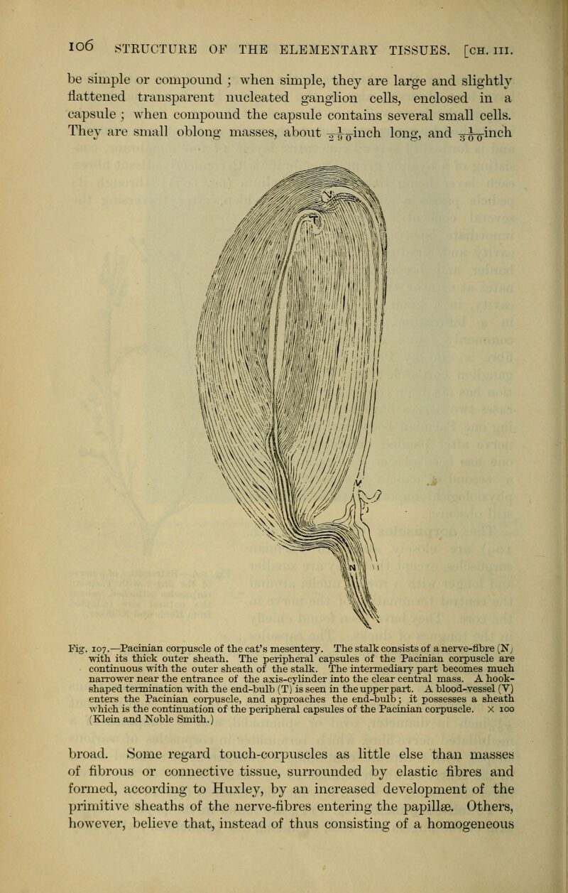 be simple or compound ; when simple, they are large and slightly flattened transparent nucleated ganglion cells, enclosed in a capsule ; when compound the capsule contains several small cells. They are small oblong masses, about -^^-inch long, and ^^inch Fig. 107.—Pacinian corpuscle of the cat's mesentery. The stalk consists of a nerve-fibre (N; with its thick outer sheath. The peripheral capsules of the Pacinian corpuscle are continuous with the outer sheath of the stalk. The intermediary part becomes much narrower near the entrance of the axis-cylinder into the clear central mass. A hook- shaped termination with the end-bulb (T) is seen in the upper part. A blood-vessel (V) enters the Pacinian corpuscle, and approaches the end-bulb; it possesses a sheath which is the continuation of the peripheral capsules of the Pacinian corpuscle, x ioo (Klein and Noble Smith.) broad. Some regard touch-corpuscles as little else than masses of fibrous or connective tissue, surrounded by elastic fibres and formed, according to Huxley, by an increased development of the primitive sheaths of the nerve-fibres entering the papillae. Others, however, believe that, instead of thus consisting of a homogeneous