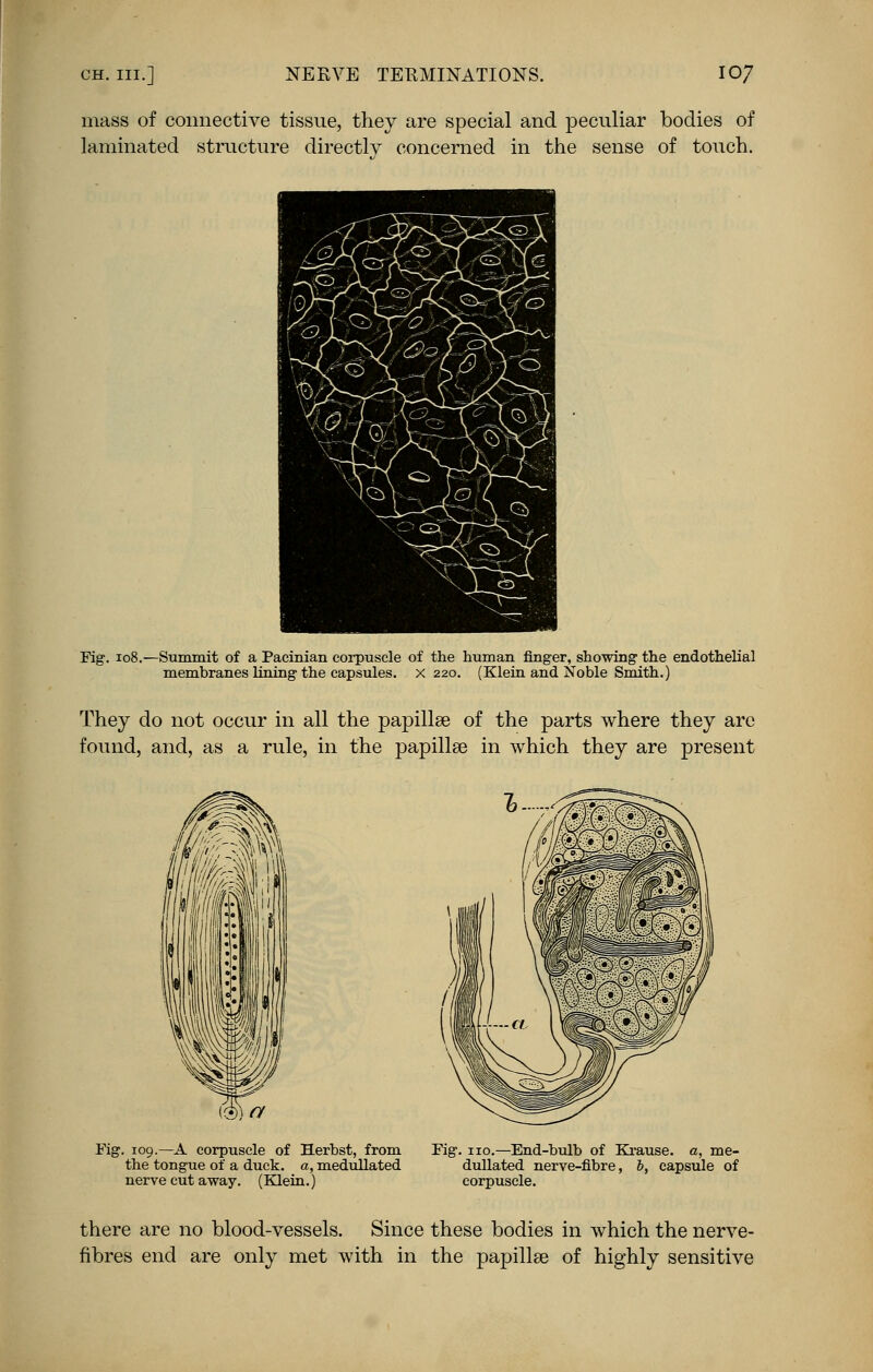 mass of connective tissue, they are special and peculiar bodies of laminated structure directly concerned in the sense of touch. Fig. 108.—Summit of a Pacinian corpuscle of the human finger, showing the endothelial membranes lining the capsules, x 220. (Klein and Noble Smith.) They do not occur in all the papillae of the parts where they are found, and, as a rule, in the papillae in which they are present Fig. 109.—A corpuscle of Herbst, from the tongue of a duck, a, medullated nerve cut away. (Klein.) Fig. no.—End-bulb of Krause. a, me- dullated nerve-fibre, b, capsule of corpuscle. there are no blood-vessels. Since these bodies in which the nerve- fibres end are only met with in the papillae of highly sensitive