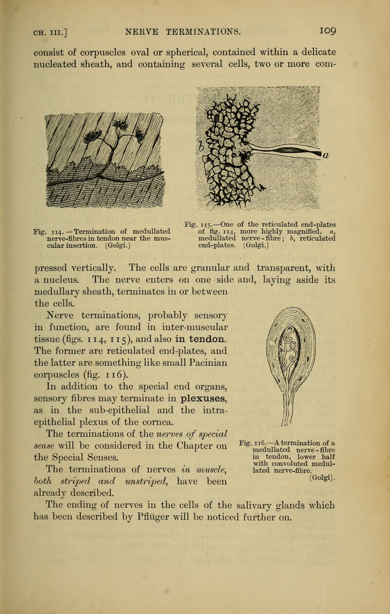consist of corpuscles oval or spherical, contained within a delicate nucleated sheath, and containing several cells, two or more corn- Fig. 114.--Termination of medullated nerve-fibres in tendon near the mus- cular insertion. (Golgi.) Fig. 115.—One of the reticulated end-plates of fig. 114, more highly magnified, a, medullated nerve-fibre; b, reticulated end-plates. (Golgi.) pressed vertically. The cells are granular and transparent, with a nucleus. The nerve enters on one side and, laying aside its medullary sheath, terminates in or between the cells. Nerve terminations, probably sensory in function, are found in inter-muscular tissue (figs. 114, 115), and also in tendon. The former are reticulated end-plates, and the latter are something like small Pacinian corpuscles (fig. 116). In addition to the special end organs, sensory fibres may terminate in plexuses, as in the sub-epithelial and the intra- epithelial plexus of the cornea. The terminations of the nerves of special sense will be considered in the Chapter on the Special Senses. The terminations of nerves in muscle, both striped and unstriped, have been already described. The ending of nerves in the cells of the salivary glands which has been described by Pfluger will be noticed further on. Fig. 116.—A termination of a medullated nerve - fibre in tendon, lower half with convoluted medul- lated nerve-fibre. (Golgi).