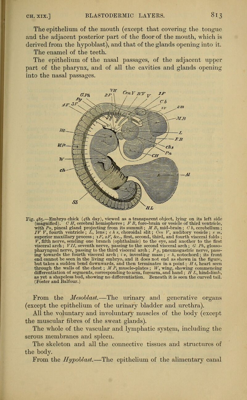 The epithelium of the mouth (except that covering the tongue and the adjacent posterior part of the floor of the mouth, which is derived from the hypoblast), and that of the glands opening into it. The enamel of the teeth. The epithelium of the nasal passages, of the adjacent upper part of the pharynx, and of all the cavities and glands opening into the nasal passages. —AL Fig. 485.—Embryo chick (4th day), viewed as a transparent object, lying on its left side (magnified). C H, cerebral hemispheres ; F B, fore-brain or vesicle of third ventricle, with Pn, pineal gland projecting from its summit; MB, mid-brain; C b, cerebellum ; IV V, fourth ventricle ; L, lens ; c h s, choroidal slit; Gen V, auditory vesicle ; s m, superior maxillary process ; iF, 2F, &c, first, second, third, and fourth visceral folds ; V, fifth nerve, sending one branch (ophthalmic) to the eye, and another to the first visceral arch; VII, seventh nerve, passing to the second visceral arch; G Ph, glosso- pharyngeal nerve, passing to the third visceral arch ; P g, pneumogastric nerve, pass- ing towards the fourth visceral arch; i v, investing mass ; c h, notochord; its front end cannot be seen in the living embryo, and it does not end as shown in the figure, but takes a sudden bend downwards, and then terminates in a point; H t, heart seen through the walls of the chest ; M P, muscle-plates ; W, wing, showing commencing differentiation of segments, corresponding to arm, forearm, and hand ; H L, hind-limb, as yet a shapeless bud, showing no differentiation. Beneath it is seen the curved tail. (Foster and Balfour.) From the Mesoblast.—The urinary and generative organs (except the epithelium of the urinary bladder and urethra). All the voluntary and involuntary muscles of the body (except the muscular fibres of the sweat glands). The whole of the vascular and lymphatic system, including the serous membranes and spleen. The skeleton and all the connective tissues and structures of the body. From the Hypoblast.—The epithelium of the alimentary canal