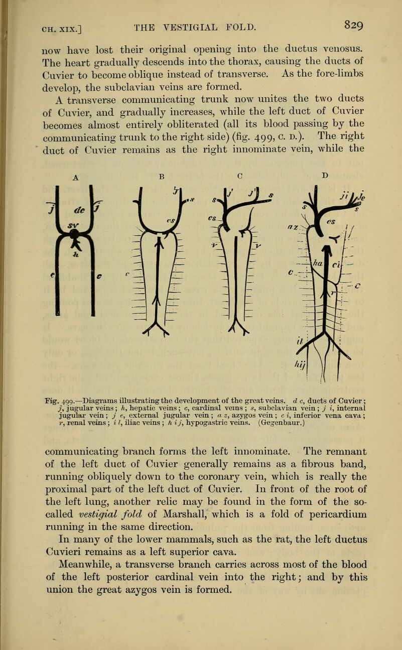 now have lost their original opening into the ductus venosus. The heart gradually descends into the thorax, causing the ducts of Cuvier to become oblique instead of transverse. As the fore-limbs develop, the subclavian veins are formed. A transverse communicating trunk now unites the two ducts of Cuvier, and gradually increases, while the left duct of Cuvier becomes almost entirely obliterated (all its blood passing by the communicating trunk to the right side) (fig. 499, c. d.). The right duct of Cuvier remains as the right innominate vein, while the Fig. 499.—Diagrams illustrating the development of the great veins, d c, ducts of Cuvier; j, jugular veins ; h, hepatic veins ; c, cardinal veins ; s, subclavian vein ; j i, internal jugular vein; j e, external jugular vein ; a z, azygos vein; c i, inferior vena cava ; r, renal veins ; i I, iliac veins ; h ij, hypogastric veins. (G-egenbaur.) communicating branch forms the left innominate. The remnant of the left duct of Cuvier generally remains as a fibrous band, running obliquely down to the coronary vein, which is really the proximal part of the left duct of Cuvier. In front of the root of the left lung, another relic may be found in the form of the so- called vestigial fold of Marshall, which is a fold of pericardium running in the same direction. In many of the lower mammals, such as the rat, the left ductus Cuvieri remains as a left superior cava. Meanwhile, a transverse branch carries across most of the blood of the left posterior cardinal vein into the right; and by this union the great azygos vein is formed.