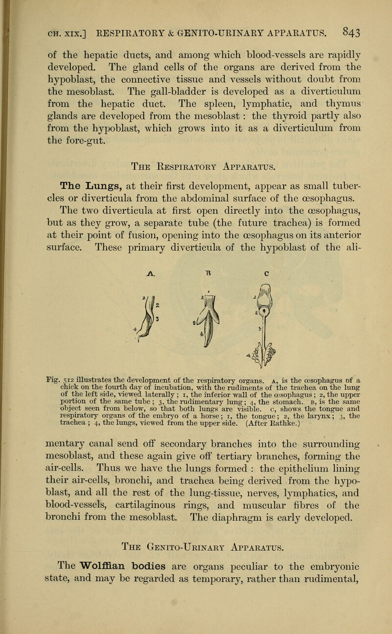 of the hepatic ducts, and among which blood-vessels are rapidly developed. The gland cells of the organs are derived from the hypoblast, the connective tissue and vessels without doubt from the mesoblast. The gall-bladder is developed as a diverticulum from the hepatic duct. The spleen, lymphatic, and thymus glands are developed from the mesoblast: the thyroid partly also from the hypoblast, which grows into it as a diverticulum from the fore-gut. The Respiratory Apparatus. The Lungs, at their first development, appear as small tuber- cles or diverticula from the abdominal surface of the oesophagus. The two diverticula at first open directly into the oesophagus, but as they grow, a separate tube (the future trachea) is formed at their point of fusion, opening into the oesophagus on its anterior surface. These primary diverticula of the hypoblast of the ali- Fig. 512 illustrates the development of the respiratory organs, a, is the oesophagus of a chick on the fourth day of incubation, with the rudiments of the trachea on the lung of the left side, viewed laterally ; 1, the inferior wall of the oesophagus; 2, the upper portion of the same tube ; 3, the rudimentary lung; 4, the stomach, b, is the same object seen from below, so that both lungs are visible, c, shows the tongue and respiratory organs of the embryo of a horse; 1, the tongue; 2, the larynx; 3, the trachea ; 4, the lungs, viewed from the upper side. (After Rathke.) mentary canal send off secondary branches into the surrounding mesoblast, and these again give off tertiary branches, forming the air-cells. Thus we have the lungs formed : the epithelium lining their air-cells, bronchi, and trachea being derived from the hypo- blast, and all the rest of the lung-tissue, nerves, lymphatics, and blood-vessels, cartilaginous rings, and muscular fibres of the bronchi from the mesoblast. The diaphragm is early developed. The Genito-Urinary Apparatus. The Wolffian bodies are organs peculiar to the embryonic state, and may be regarded as temporary, rather than rudimental,