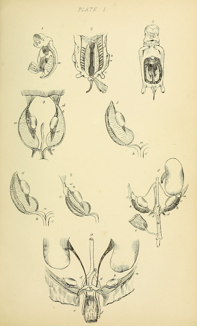 PLATE 1.