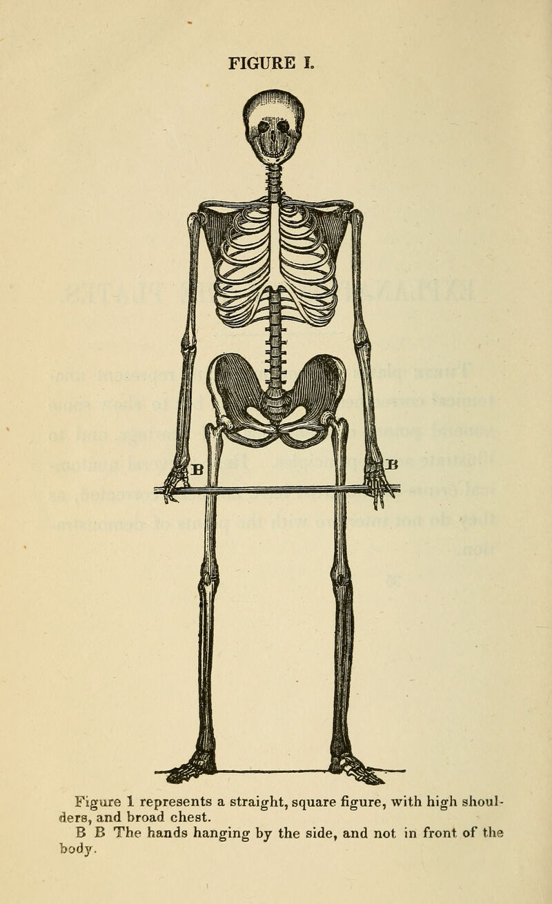 Figure 1 represents a straight, square figure, with high shoul- ders, and broad chest. B B The hands hanging by the side, and not in front of the body.