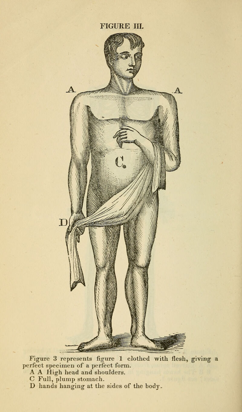 Figure 3 represents figure 1 clothed with fleshy giving perfect specimen of a perfect form. A A High head and shoulders. C Full, plump stomach. D hands hanging at the sides of the body.