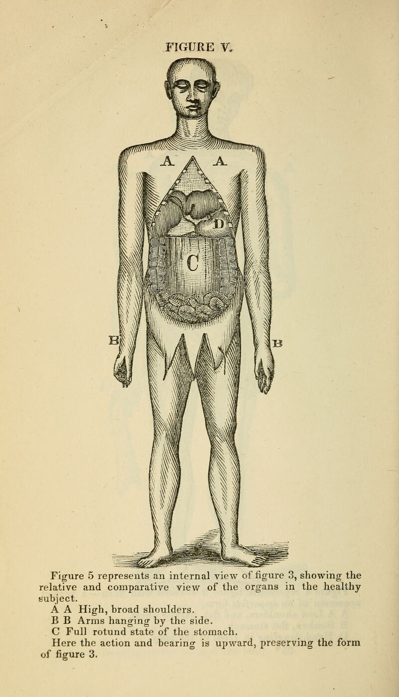 Figure 5 represents an internal view of figure 3, showing the relative and comparative view of the organs in the healthy subject. A A High, broad shoulders. B B Arms hanging by the side. C Full rotund state of the stomach. Here the action and bearing is upward, preserving the form of figure 3.