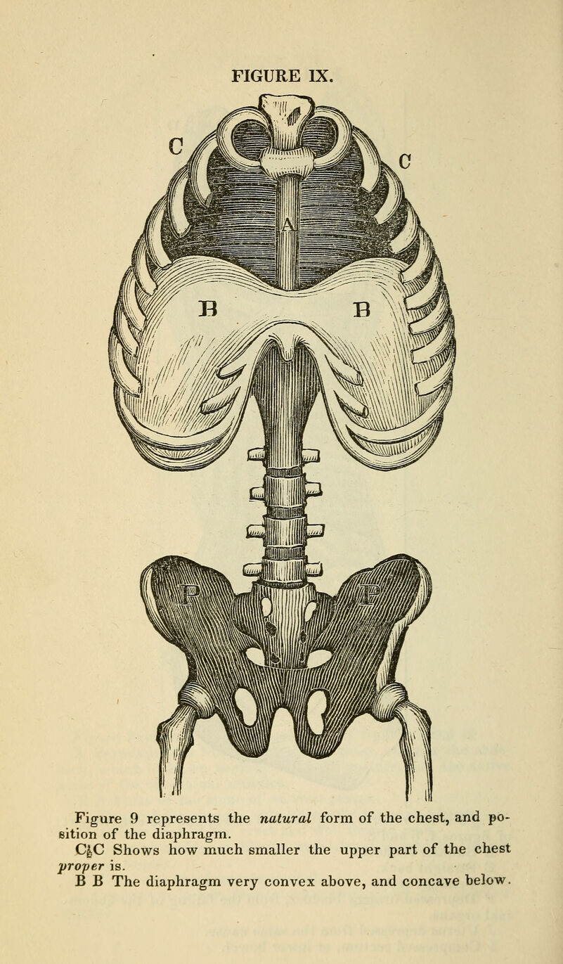 Figure 9 represents the natural form of the chest, and po- sition of the diaphragm. C|.C Shows how much smaller the upper part of the chest proper is. B B The diaphragm very convex above, and concave below.