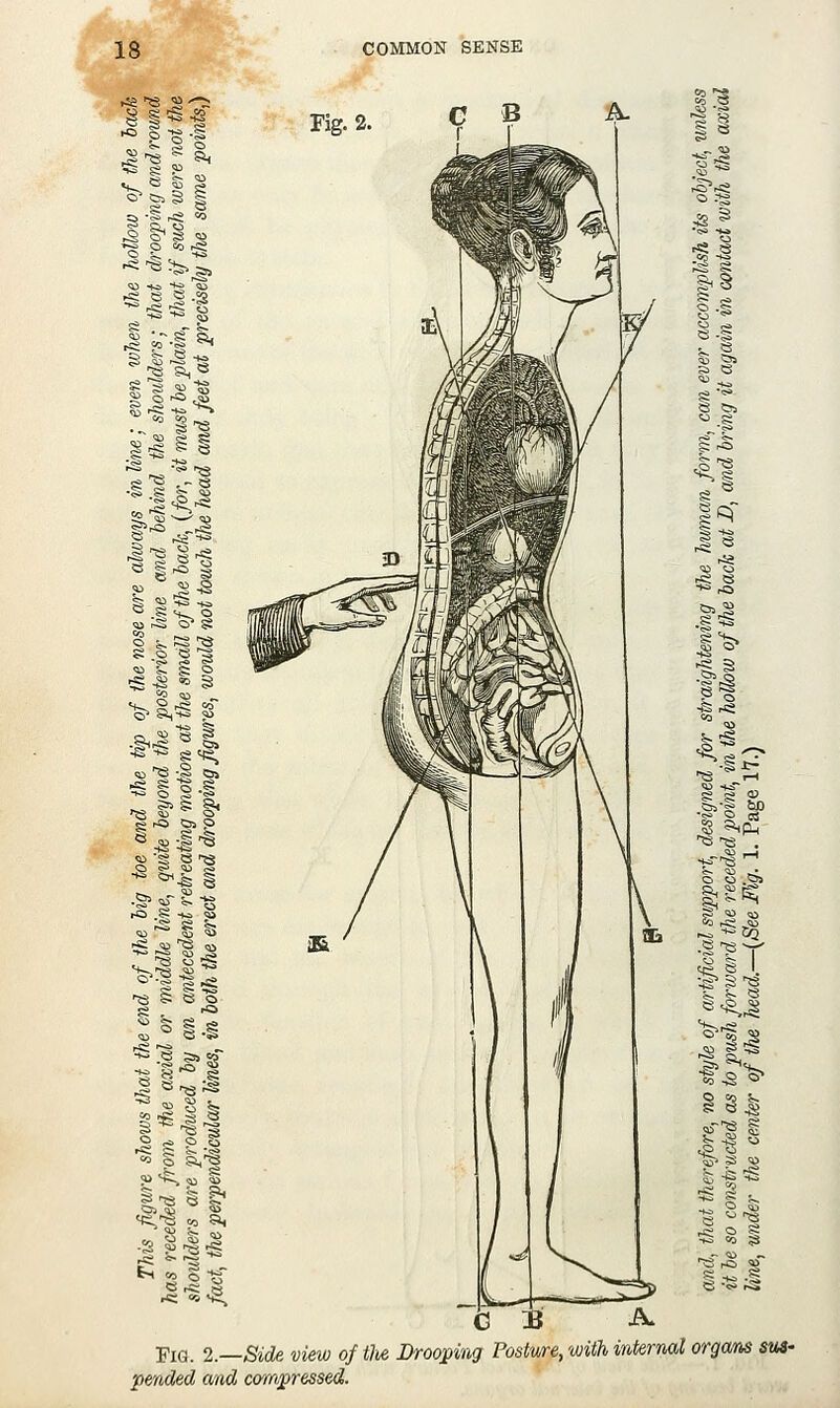 -a § ^s $1 ^ s OS- 'S S,f2 O O .533 bn .§ -^ CQ ^ e I. !:, i- S 2 S 5~ fc^ s t« S G B Fig. 2.—Side view of tlie Drooping Posture, pended and campressed. with internal organs sv4'