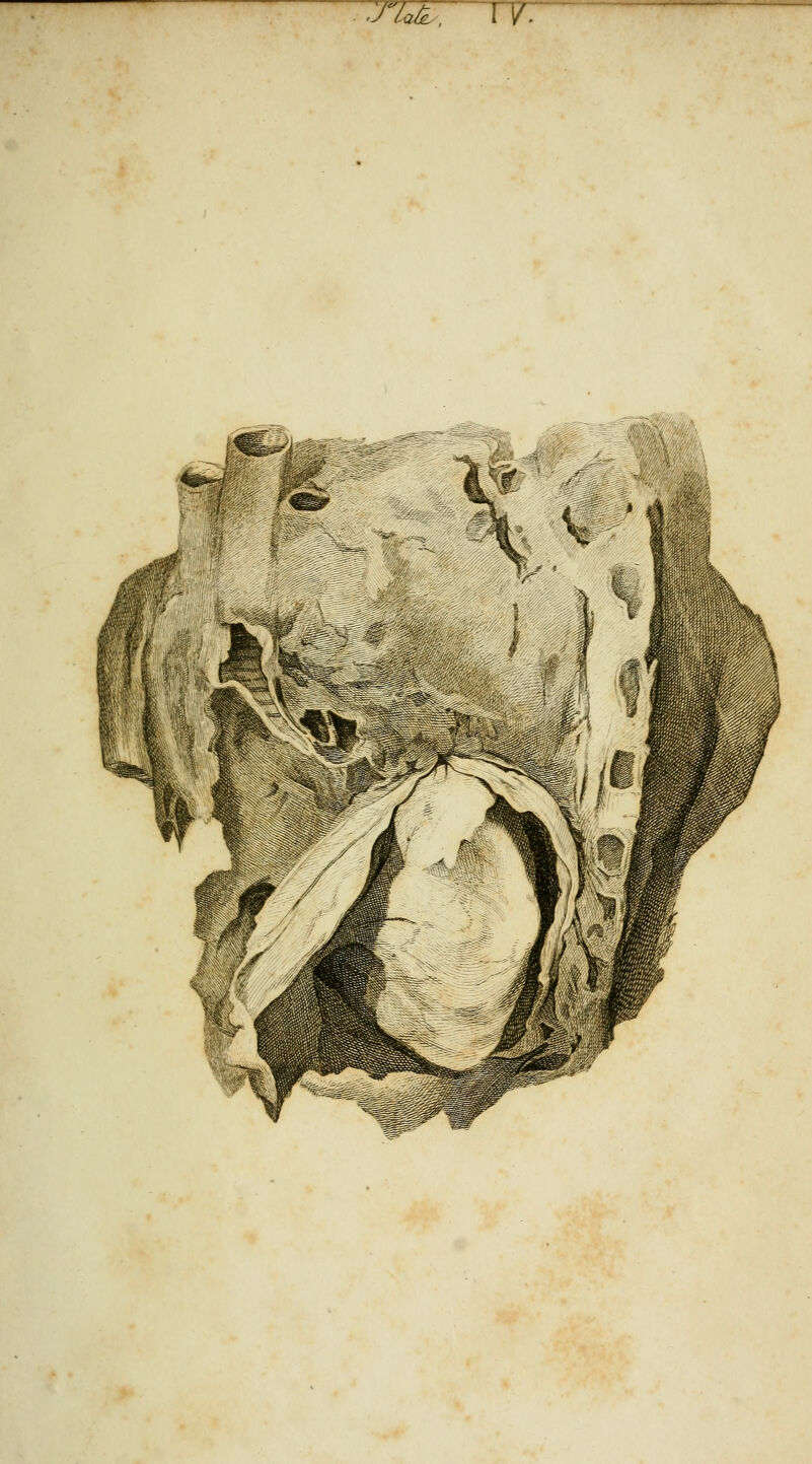 Ji^, rr: —-^^ji^^^^ii^,