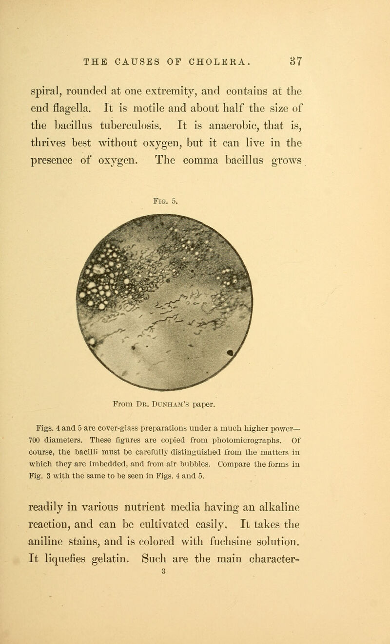 spiral, rounded at one extremity, and contains at the end flagella. It is motile and about half the size of the bacillus tuberculosis. It is anaerobic, that is, thrives best without oxygen, but it can live in the presence of oxygen. The comma bacillus grows Fig. 5. From Dr. Dunham's paper. Figs. 4 and 5 are cover-glass preparations under a much higher power— 700 diameters. These figures are copied from photomicrographs. Of course, the bacilli must be carefully distinguished from the matters in which they are imbedded, and from air bubbles. Compare the forms in Fig. 3 with the same to be seen in Figs. 4 and 5. readily in various nutrient media having an alkaline reaction, and can be cultivated easily. It takes the aniline stains, and is colored with fuchsine solution. It liquefies gelatin. Such are the main character-