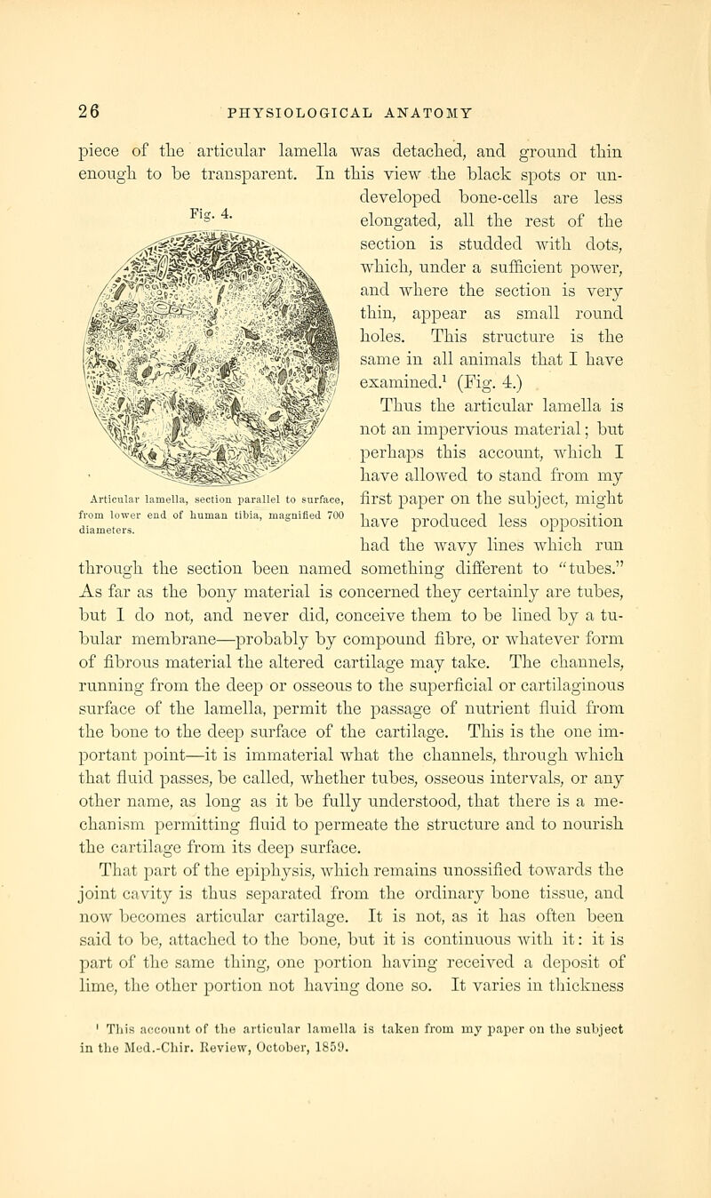 Articular lamella, section parallel to surface, from lower end of human tibia, magnified 700 diameters. piece of tlie articular lamella was detaclied, and ground tliin enough to be transparent. In tliis view tlie black spots or un- developed bone-cells are less =■ elongated, all tlie rest of the section is studded with dots, which, under a sufficient power, and where the section is very thin, appear as small round holes. This structure is the same in all animals that I have examined.^ (Fig. 4.) Thus the articular lamella is not an imperviou.s material; but perhaps this account, which I have allowed to stand from my first paper on the subject, might have produced less opposition had the wavy lines which run through the section been named something different to tubes. As far as the bony material is concerned they certainly are tubes, but 1 do not, and never did, conceive them to be lined by a tu- bular membrane—probably by compound fibre, or whatever form of fibrous material the altered cartilage may take. The channels, running from the deep or osseous to the superficial or cartilaginous surface of the lamella, permit the passage of nutrient fluid from the bone to the deep surface of the cartilage. This is the one im- portant point—it is immaterial what the channels, through which that fluid passes, be called, whether tubes, osseous intervals, or any other name, as long as it be fully understood, that there is a me- chanism permitting fluid to permeate the structure and to nourish the cartilage from its deep surface. That part of the epiphysis, which remains unossified towards the joint cavity is thus separated from the ordinary bone tissue, and now becomes articular cartilage. It is not, as it has often been said to be, attached to the bone, but it is continuous with it: it is part of the same thing, one portion having received a deposit of lime, the other portion not having done so. It varies in tliickness ' This ac'count of the articular Lamella is takeu from my paper on the subject in the Med.-Chir. Review, October, 1859.