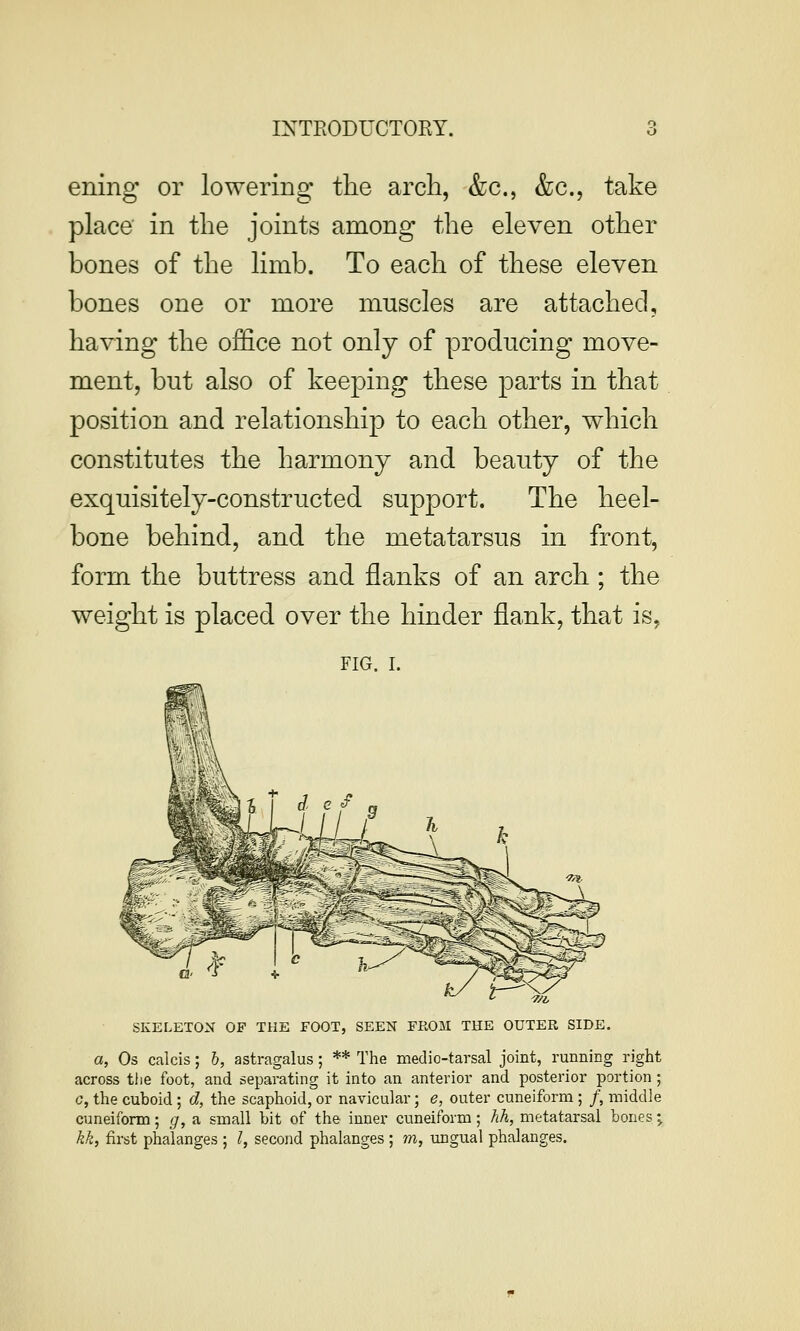 ening- or lowering the arch, &c., &c., take place in the joints among the eleven other bones of the limb. To each of these eleven bones one or more muscles are attached, having the office not only of producing move- ment, but also of keeping these parts in that position and relationship to each other, which constitutes the harmony and beauty of the exquisitely-constructed support. The heel- bone behind, and the metatarsus in front, form the buttress and flanks of an arch ; the weight is placed over the hinder flank, that is, FIG. I. SKELETON OF THE FOOT, SEEN FROM THE OUTER SIDE. a, Os calcis; h, astragalus; ** The medio-tarsal joint, running right across tlie foot, and separating it into an anterior and posterior portion ; G, the cuboid ; d, the scaphoid, or navicular; e, outer cuneiform ; /, middle cuneiform; g, a small bit of the inner cuneiform; hh, metatarsal bones; kk, first phalanges ; I, second phalanges ; m, imgual phalanges.