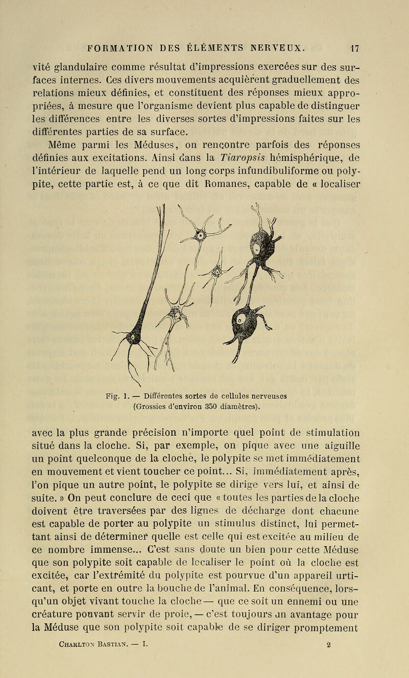 vite glandulaire comme résultat d'impressions exercées sur des sur- faces internes. Ces divers mouvements acquièrent graduellement des relations mieux définies, et constituent des réponses mieux appro- priées, à mesure que l'organisme devient plus capable de distinguer les différences entre les diverses sortes d'impressions faites sur les différentes parties de sa surface. Même parmi les Méduses, on rencontre parfois des réponses définies aux excitations. Ainsi dans la Tiaropsis hémisphérique, de l'intérieur de laquelle pend un long corps infundibuliforme ou poly- pite, cette partie est, à ce que dit Romanes, capable de « localiser ï. 1. — Différentes sortes de cellules nerveuses (Grossies d'environ 350 diamètres). avec la plus grande précision n'importe quel point de stimulation situé dans la cloche. Si, par exemple, on pique avec une aiguille un point quelconque de la cloche, le polypite se met immédiatement en mouvement et vient toucher ce point... Si, immédiatement après, l'on pique un autre point, le polypite se dirige vers lui, et ainsi de suite. » On peut conclure de ceci que « toutes les parties de la cloche doivent être traversées par des lignes de décharge dont chacune est capable de porter au polypite un stimulus distinct, lui permet- tant ainsi de déterminer quelle est celle qui est excitée au milieu de ce nombre immense... C'est sans doute un bien pour cette Méduse que son polypite soit capable de localiser le point où la cloche est excitée, car l'extrémité du polypite est pourvue d'un appareil urti- cant, et porte en outre la bouche de l'animal. En conséquence, lors- qu'un objet vivant touche la cloche— que ce soit un ennemi ou une créature pouvant servir de proie, —c'est toujours an avantage pour la Méduse que son polypite soit capable de se diriger promptement Charlton Bastia^j. — I. 2