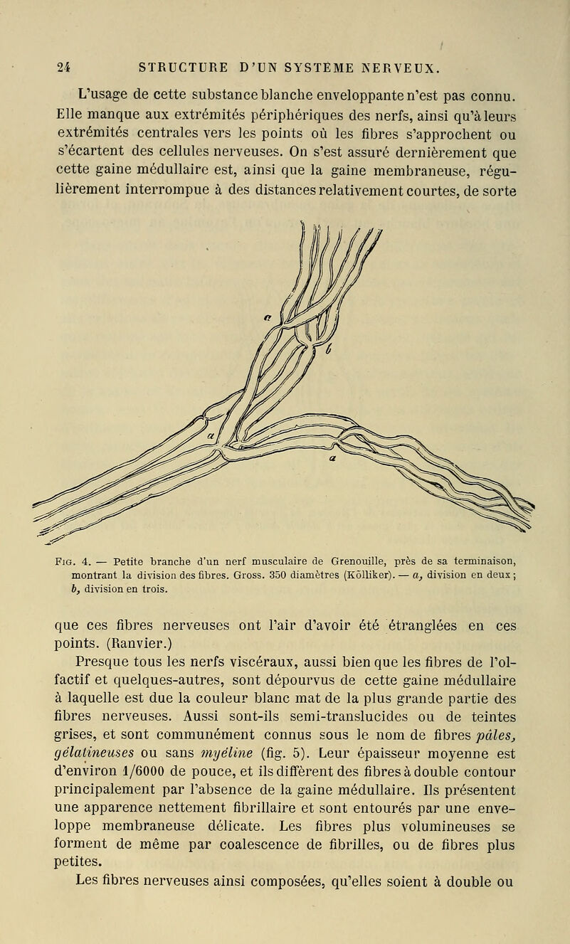 L'usage de cette substance blanche enveloppante n'est pas connu. Elle manque aux extrémités périphériques des nerfs, ainsi qu'à leurs extrémités centrales vers les points où les fibres s'approchent ou s'écartent des cellules nerveuses. On s'est assuré dernièrement que cette gaine médullaire est, ainsi que la gaine membraneuse, régu- lièrement interrompue à des distancesrelativementcourtes, de sorte Fia. 4. — Petite branche d'un nerf musculaire de Grenouille, près de sa terminaison, montrant la division des fibres. Gross. 350 diamètres (Kôlliker). — a, division en deux; b, division en trois. que ces fibres nerveuses ont l'air d'avoir été étranglées en ces points. (Ranvier.) Presque tous les nerfs viscéraux, aussi bien que les fibres de l'ol- factif et quelques-autres, sont dépourvus de cette gaine médullaire à laquelle est due la couleur blanc mat de la plus grande partie des fibres nerveuses. Aussi sont-ils semi-translucides ou de teintes grises, et sont communément connus sous le nom de fibres pâles, gélatineuses ou sans myéline (fig. 5). Leur épaisseur moyenne est d'environ 1/6000 de pouce, et ils difTèrent des fibres à double contour principalement par l'absence de la gaine médullaire. Ils présentent une apparence nettement fibrillaire et sont entourés par une enve- loppe membraneuse délicate. Les fibres plus volumineuses se forment de même par coalescence de fibrilles, ou de fibres plus petites. Les fibres nerveuses ainsi composées, qu'elles soient à double ou