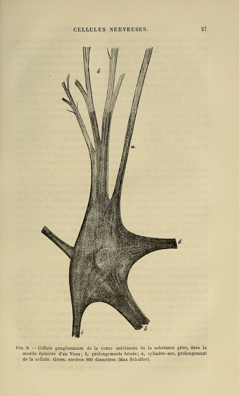 FiG. 8. — Cellule ganglionnaire de la corne antérieure de la substance grise, dans la moelle épinière d'un Veau; b, prolongements brisés; a, cylindre-axe, prolongement de la cellule. Gross. environ 800 diamètres (Max Schultze).