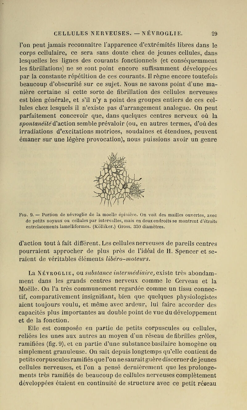 l'on peut jamais reconnaître l'apparence d'extrémités libres dans le corps cellulaire, ce sera sans doute chez de jeunes cellules, dans lesquelles les lignes des courants fonctionnels (et conséquemment les fibrillations) ne se sont point encore suffisamment développées par la constante répétition de ces courants. Il règne encore toutefois beaucoup d'obscurité sur ce sujet. Nous ne savons point d'une ma- nière certaine si cette sorte de fibrillation des cellules nerveuses est bien générale, et s'il n'y a point des groupes entiers de ces cel- lules chez lesquels il n'existe pas d'arrangement analogue. On peut parfaitement concevoir que, dans quelques centres nerveux où la sjoowtoneï/e d'action semble prévaloir (ou, en autres termes, d'où des irradiations d'excitations motrices, soudaines et étendues, peuvent émaner sur une légère provocation), nous puissions avoir un genre Fie. 9. — Portion de névroglie de la moelle épiriièie. On voit des mailles ouvertes, avec de petits noyaux ou cellules par intervalles, mais en deux endroits se montrent d'étroits entrelacements lamelliformes. (KôUiker.) Gross. 350 diamètres. d'action tout à fait différent. Les cellules nerveuses de pareils centres pourraient approcher de plus près de l'idéal de H. Spencer et se- raient de véritables éléments libéro-nioteurs. La NÉVROGLIE, on substance intermédiaire^ existe très abondam- ment dans les grands centres nerveux comme le Cerveau et la Moelle. On l'a très communément regardée comme un tissu connec- tif, comparativement insignifiant, bien que quelques physiologistes aient toujours voulu, et même avec ardeur, lui faire accorder des capacités plus importantes au double point de vue du développement et de la fonction. Elle est composée en partie de petits corpuscules ou cellules, reliées les unes aux autres au moyen d'un réseau de fibrilles grêles, ramifiées (fig.9), et en partie d'une substance basilaire homogène ou simplement granuleuse. On sait depuis longtemps qu'elle contient de petits corpuscules ramifiés que l'on ne saurait guère discerner de jeunes cellules nerveuses, et l'on a pensé dernièrement que les prolonge- ments très ramifiés de beaucoup de cellules nerveuses complètement développées étaient en continuité de structure avec ce petit réseau