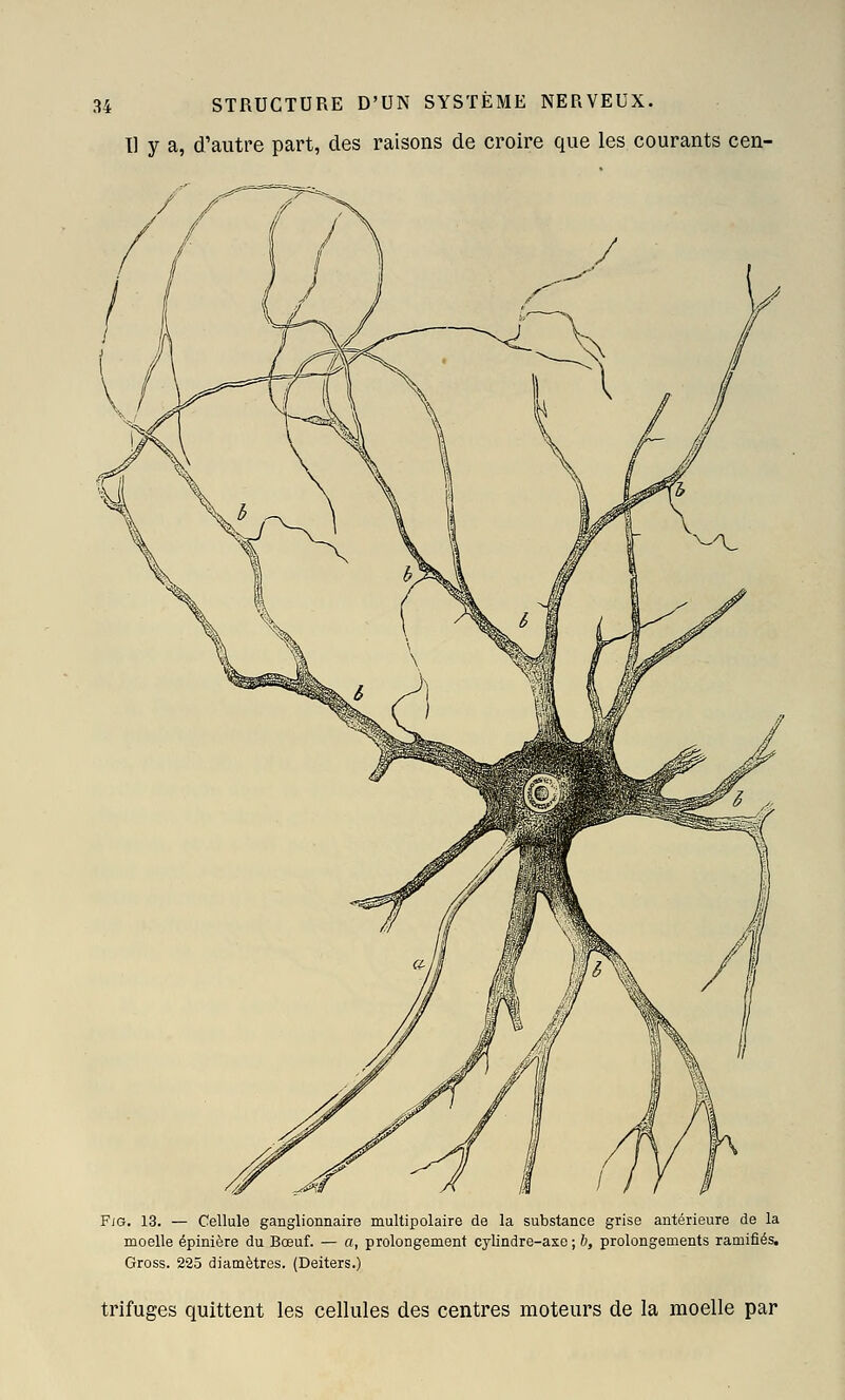 Il y a, d'autre part, des raisons de croire que les courants cen- / ^-^ Fis. 13. — Cellule ganglionnaire multipolaire de la substance grise antérieure de la moelle épinière du Bœuf. — a, prolongement cylindre-asc ; b, prolongements ramifiés. Gross. 225 diamètres. (Deiters.) trifuges quittent les cellules des centres moteurs de la moelle par