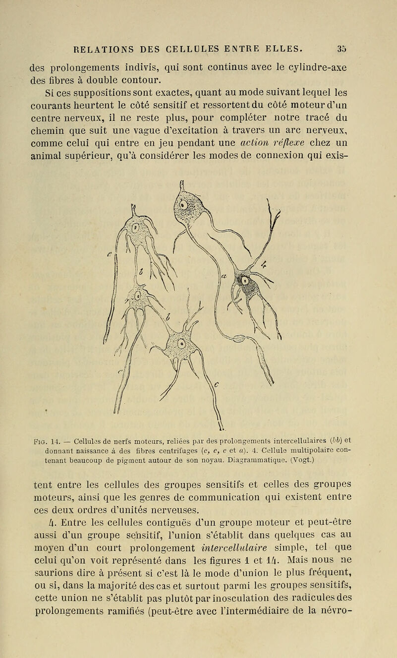 des prolongements indivis, qui sont continus avec le cylindre-axe des fibres à double contour. Si ces suppositions sont exactes, quant au mode suivant lequel les courants heurtent le côté sensitif et ressortentdu côté moteur d'un centre nerveux, il ne reste plus, pour compléter notre tracé du chemin que suit une vague d'excitation à travers un arc nerveux, comme celui qui entre en jeu pendant une action réflexe chez un animal supérieur, qu'à considérer les modes de connexion qui exis- FiG. 14. — Cellulûs de nerfs moteurs, reliées par des prolongements intercellalaires {hh) et donnant naissance à des fibres centrifuges [c, c, c et a). 4. Cellule multipolaire con- tenant beaucoup de pigment autour de son noyau. Diagrammatique. (Vogt.) tent entre les cellules des groupes sensitifs et celles des groupes moteurs, ainsi que les genres de communication qui existent entre ces deux ordres d'unités nerveuses. h. Entre les cellules contiguës d'un groupe moteur et peut-être aussi d'un groupe sqhsitif, l'union s'établit dans quelques cas au moyen d'un court prolongement inlercellalaire simple, tel que celui qu'on voit représenté dans les figures 1 et l/i. Mais nous ne saurions dire à présent si c'est là le mode d'union le plus fréquent, ou si, dans la majorité des cas et surtout parmi les groupes sensitifs, cette union ne s'établit pas plutôt par inosculation des radicules des prolongements ramifiés (peut-être avec l'intermédiaire de la névro-