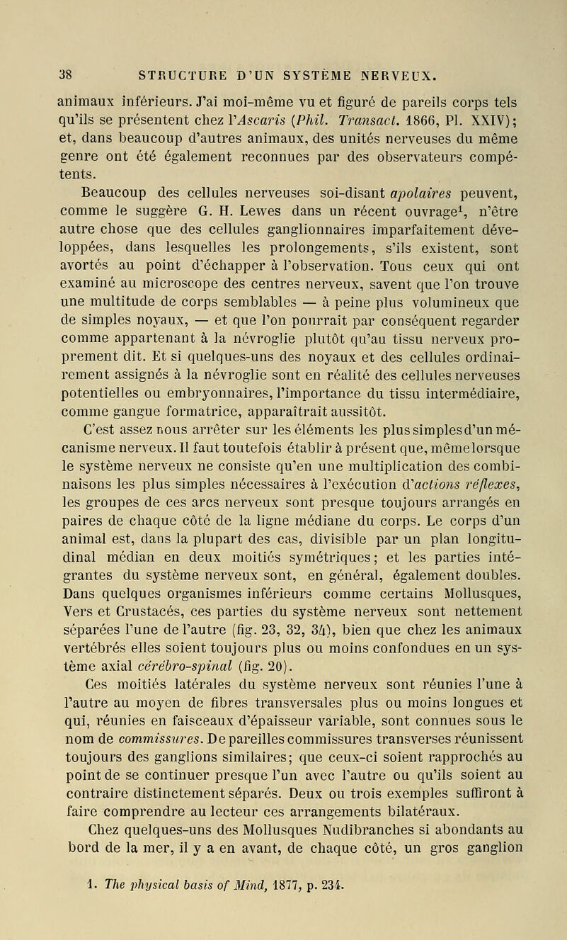 animaux inférieurs. J'ai moi-même vu et figuré de pareils corps tels qu'ils se présentent chez VAscaris {Phil. Transact. 1866, PI. XXIV); et, dans beaucoup d'autres animaux, des unités nerveuses du même genre ont été également reconnues par des observateurs compé- tents. Beaucoup des cellules nerveuses soi-disant apolaires peuvent, comme le suggère G. H. Lewes dans un récent ouvrage^, n'être autre chose que des cellules ganglionnaires imparfaitement déve- loppées, dans lesquelles les prolongements, s'ils existent, sont avortés au point d'échapper à l'observation. Tous ceux qui ont examiné au microscope des centres nerveux, savent que l'on trouve une multitude de corps semblables — à peine plus volumineux que de simples noyaux, — et que l'on pourrait par conséquent regarder comme appartenant à la névroglie plutôt qu'au tissu nerveux pro- prement dit. Et si quelques-uns des noyaux et des cellules ordinai- rement assignés à la névroglie sont en réalité des cellules nerveuses potentielles ou embryonnaires, l'importance du tissu intermédiaire, comme gangue formatrice, apparaîtrait aussitôt. C'est assez nous arrêter sur les éléments les plussimplesd'un mé- canisme nerveux. Il faut toutefois établir à présent que, mêmelorsque le système nerveux ne consiste qu'en une multiplication des combi- naisons les plus simples nécessaires à l'exécution à-'aclions réflexes, les groupes de ces arcs nerveux sont presque toujours arrangés en paires de chaque côté de la ligne médiane du corps. Le corps d'un animal est, dans la plupart des cas, divisible par un plan longitu- dinal médian en deux moitiés symétriques ; et les parties inté- grantes du système nerveux sont, en général, également doubles. Dans quelques organismes inférieurs comme certains Mollusques, Vers et Crustacés, ces parties du système nerveux sont nettement séparées l'une de l'autre (fig. 23, 32, 3Zi), bien que chez les animaux vertébrés elles soient toujours plus ou moins confondues en un sys- tème axial cérébro-spinal (fig. 20). Ces moitiés latérales du système nerveux sont réunies l'une à l'autre au moyen de fibres transversales plus ou moins longues et qui, réunies en faisceaux d'épaisseur variable, sont connues sous le nom de commissures. De pareilles commissures transverses réunissent toujours des ganglions similaires; que ceux-ci soient rapprochés au point de se continuer presque l'un avec l'autre ou qu'ils soient au contraire distinctement séparés. Deux ou trois exemples suffiront à faire comprendre au lecteur ces arrangements bilatéraux. Chez quelques-uns des Mollusques Nudibranches si abondants au bord de la mer, il y a en avant, de chaque côté, un gros ganglion 1. The plnjsical basis of Mind, 1877, p. 234.