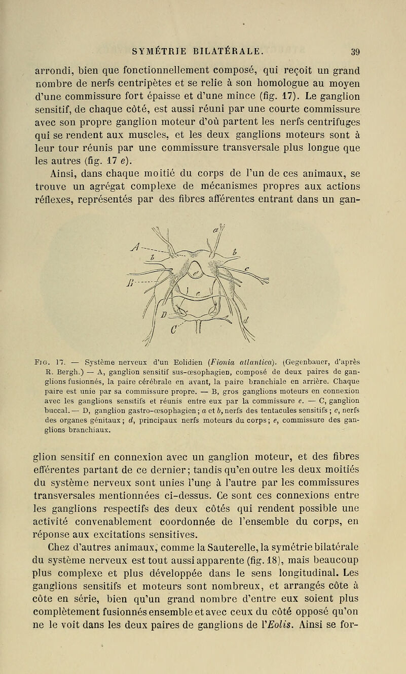 SYMÉTRIE BILATÉRALE. arrondi, bien que fonctionnellement composé, qui reçoit un grand nombre de nerfs centripètes et se relie à son homologue au moyen d'une commissure fort épaisse et d'une mince (fig. 17). Le ganglion sensitif, de chaque côté, est aussi réuni par une courte commissure avec son propre ganglion moteur d'où partent les nerfs centrifuges qui se rendent aux muscles, et les deux ganglions moteurs sont à leur tour réunis par une commissure transversale plus longue que les autres (fig. 17 e). Ainsi, dans chaque moitié du corps de l'un de ces animaux, se trouve un agrégat complexe de mécanismes propres aux actions réflexes, représentés par des fibres afférentes entrant dans un gan- Fjg. 17. — Système nerveux d'un Eolidien (Fionia ailanlica). (Gegenbauer, d'après R. Bergli.) — A, ganglion sensitif sus-œsophagien, composé de deux paires de gan- glions fusionnés, la paire cérébrale en avant, la paire branchiale en arrière. Chaque paire est unie par sa commissure propre. — B, gros ganglions moteurs en connexion avec les ganglions sensitifs et réunis entre eux par la commissure e. — G, ganglion buccal.— D, ganglion gastro-œsophagien; o et 6,nerfs des tentacules sensitifs ; c, nerfs des organes génitaux ; d, principaux nerfs moteurs du corps ; e, commissure des gan- glions branchiaux. glion sensitif en connexion avec un ganglion moteur, et des fibres efférentes partant de ce dernier; tandis qu'en outre les deux moitiés du système nerveux sont unies l'une à l'autre par les commissures transversales mentionnées ci-dessus. Ce sont ces connexions entre les ganglions respectifs des deux côtés qui rendent possible une activité convenablement coordonnée de l'ensemble du corps, en réponse aux excitations sensitives. Chez d'autres animaux, commelaSauterelle, la symétrie bilatérale du système nerveux est tout aussi apparente (fig. 18), mais beaucoup plus complexe et plus développée dans le sens longitudinal. Les ganglions sensitifs et moteurs sont nombreux, et arrangés côte à côte en série, bien qu'un grand nombre d'entre eux soient plus complètement fusionnés ensemble et avec ceux du côté opposé qu'on ne le voit dans les deux paires de ganglions de VEolis. Ainsi se for-