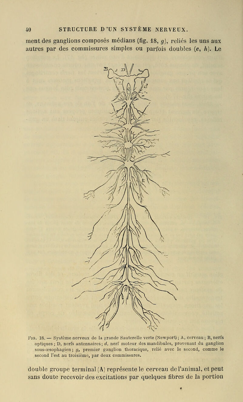 ment des ganglions composés médians (fig. 18, g), reliés les uns aux autres par des commissures simples ou parfois doubles (e, h]. Le Fis. 18. — Système nerveux de la grande Sauterelle verte (Newport) ; A, cerveau ; B, nerfs optiques ; D, nerfs antennaires ; d, nerf moteur des mandibules, provenant du ganglion sous-œsophagien ; g, premier ganglion thoracique, relié avec le second, comme le second l'est au troisième, par deux commissures. double groupe terminal (A) représente le cerveau de l'animal, et peut sans doute recevoir des excitations par quelques fibres de la portion
