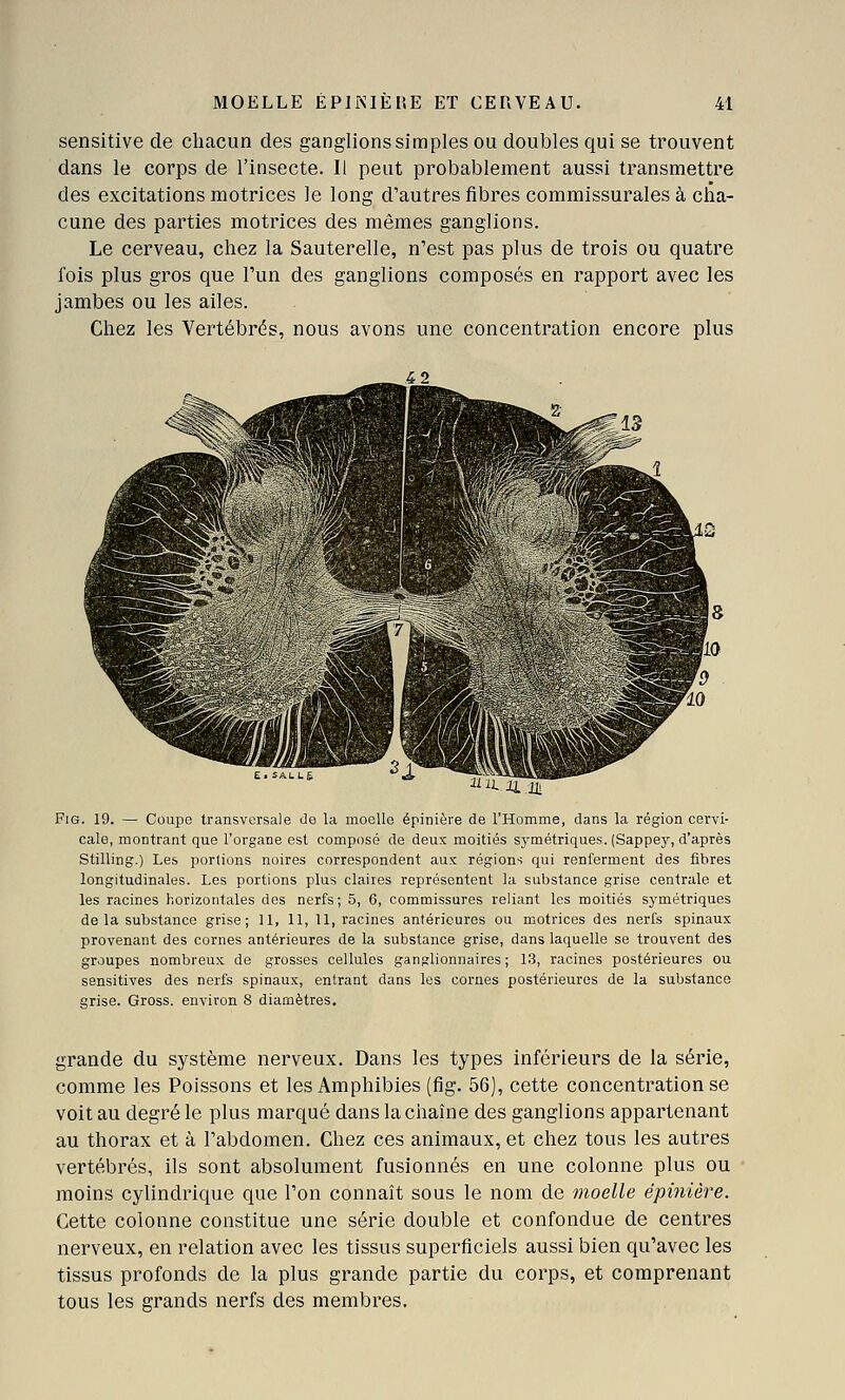 sensitive de chacun des ganglions simples ou doubles qui se trouvent dans le corps de l'insecte. Il peut probablement aussi transmettre des excitations motrices le long d'autres fibres commissurales à cha- cune des parties motrices des mêmes ganglions. Le cerveau, chez la Sauterelle, n'est pas plus de trois ou quatre fois plus gros que l'un des ganglions composés en rapport avec les jambes ou les ailes. Chez les Vertébrés, nous avons une concentration encore plus i -I > FiG. 19. — Coupe transversale do la moelle épinière de l'Homme, dans la région cervi- cale, montrant que l'organe est composé de deux moitiés S3'métriques. (Sappey, d'après Stilling.) Les portions noires correspondent aux régions qui renferment des fibres longitudinales. Les portions plus claires représentent la substance grise centrale et les racines horizontales des nerfs; 5, 6, commissures reliant les moitiés symétriques de la substance grise; 11, 11, 11, racines antérieures ou motrices des nerfs spinaux provenant des cornes antérieures de la substance grise, dans laquelle se trouvent des groupes nombreux de grosses cellules ganglionnaires; 13, racines postérieures ou sensitives des nerfs spinaux, entrant dans les cornes postérieures de la substance grise. Gross. environ 8 diamètres. grande du système nerveux. Dans les types inférieurs de la série, comme les Poissons et les Amphibies (fig. 56), cette concentration se voit au degré le plus marqué dans la chaîne des ganglions appartenant au thorax et à l'abdomen. Chez ces animaux, et chez tous les autres vertébrés, ils sont absolument fusionnés en une colonne plus ou moins cylindrique que l'on connaît sous le nom de moelle épinière. Cette colonne constitue une série double et confondue de centres nerveux, en relation avec les tissus superficiels aussi bien qu'avec les tissus profonds de la plus grande partie du corps, et comprenant tous les grands nerfs des membres.