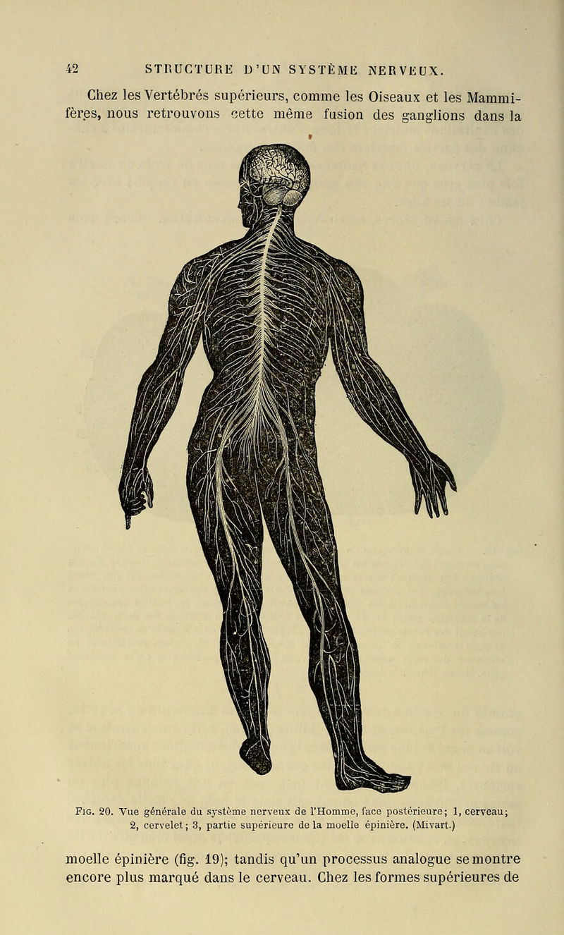 Chez les Vertébrés supérieurs, comme les Oiseaux et les Mammi- fères, nous retrouvons cette même fusion des ganglions dans la FiG. 20. Vue générale du système nerveux de l'Homme, face postérieure; 1, cerveau; 2, cervelet ; 3, partie supérieure de la moelle épinière. (Mivart.) moelle épinière (fig. 19); tandis qu'un processus analogue se montre encore plus marqué dans le cerveau. Chez les formes supérieures de